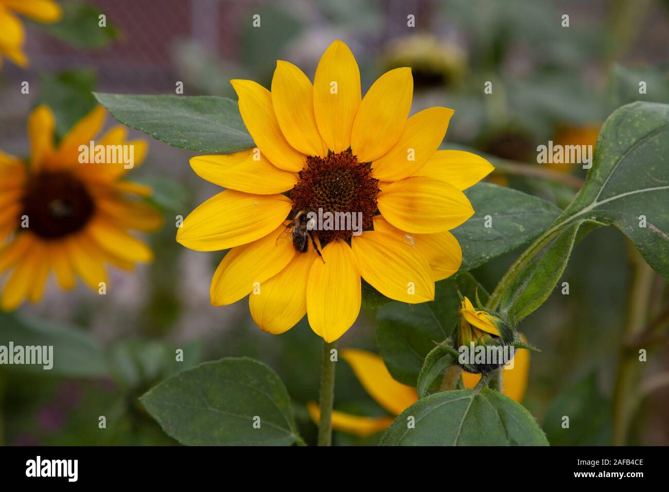 Eine Biene auf einer Sonnenblume auf einer Straße der Stadt in Astoria, Queens. Stockfoto