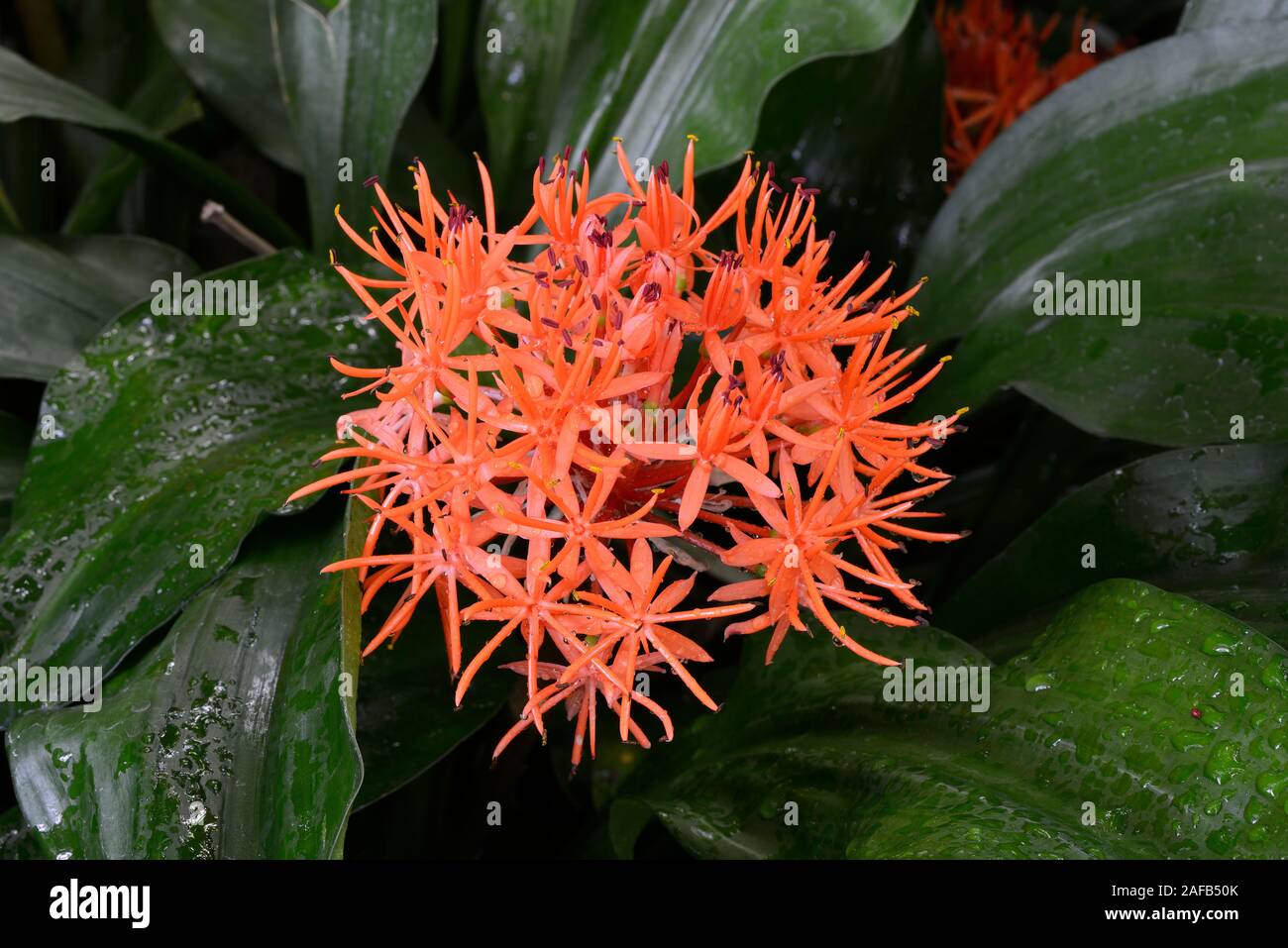 Roter Scadoxus (Scadoxus cinnabarinus) Vorkommen Afrika Stockfoto