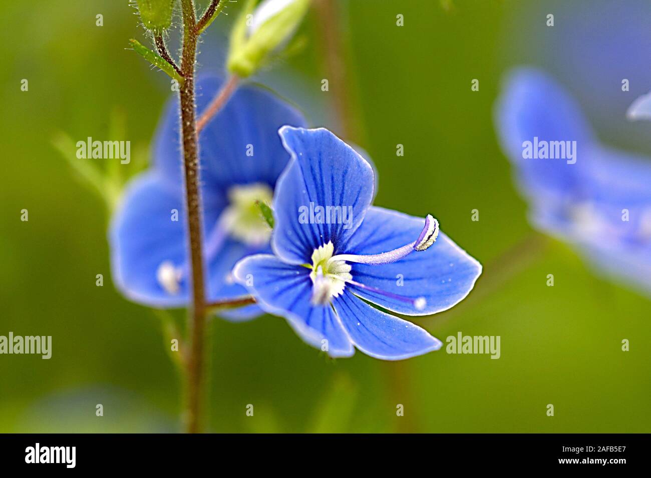 Gamander Ehrenpreis, Blüte, Blume, Pflanze Stockfoto