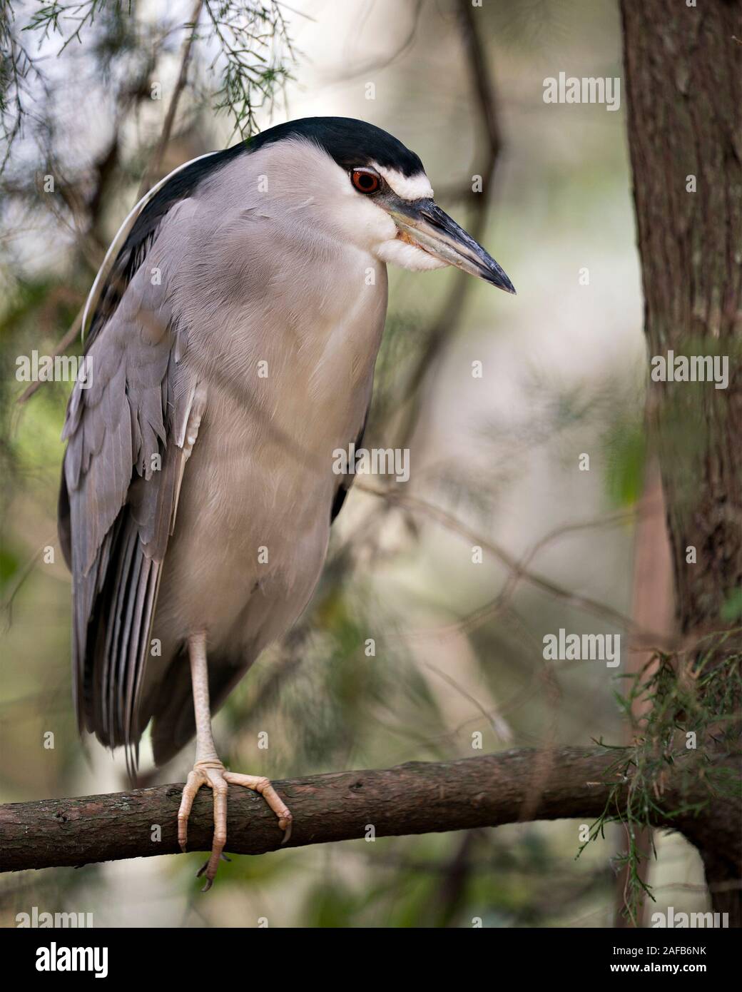 Black-Crowned Night-Heron Vogel close-up Profil anzeigen auf einem Zweig mit bokeh Hintergrund in seinen blauen Gefieder, Kopf, Schnabel gehockt, Augen. Stockfoto