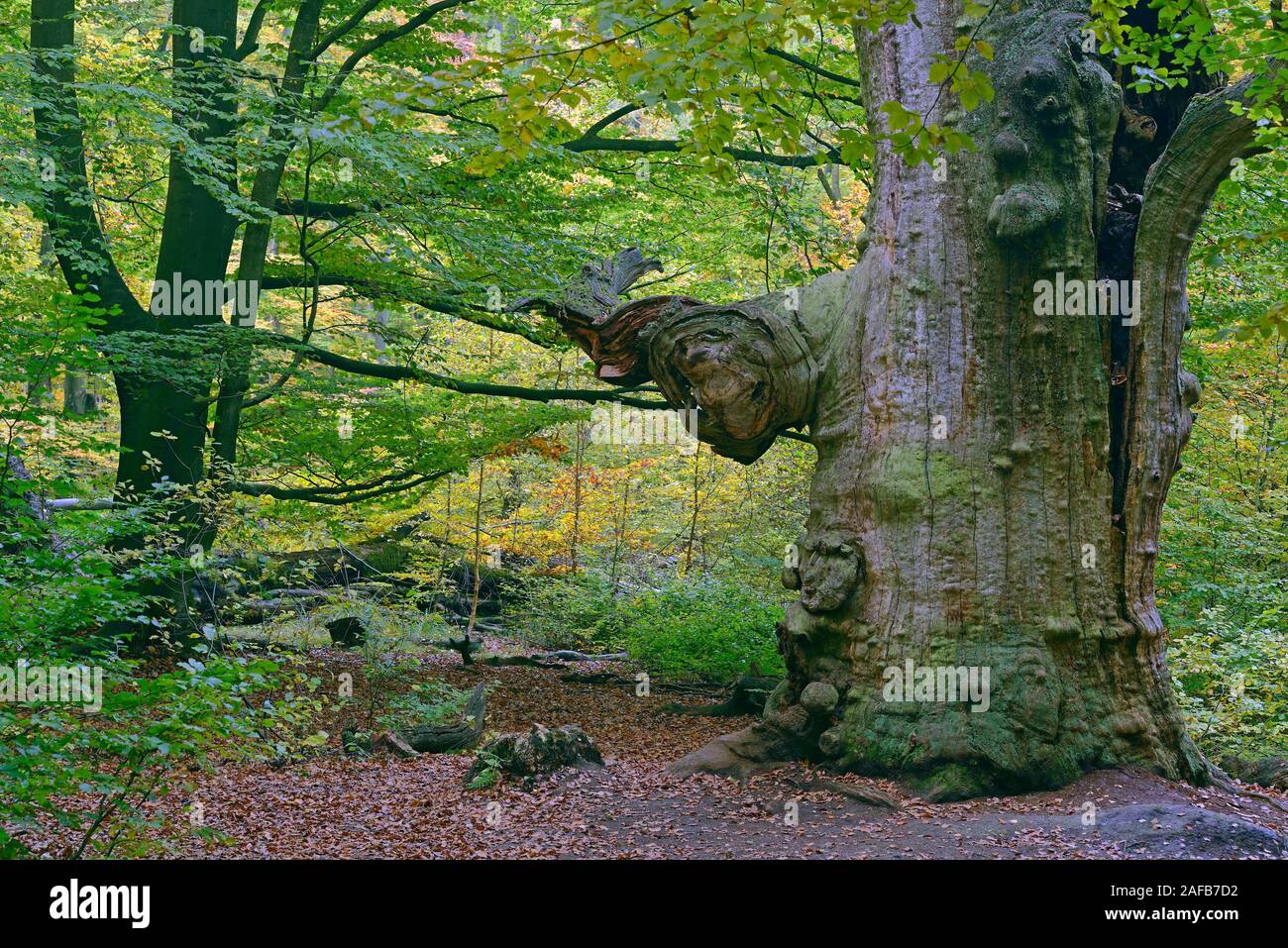 Ca. 800 Jahre alte Buche (Fagus) im Herbst, der Urwald Sababurg Naturschutzgebiet, Hessen, Deutschland, Europa Stockfoto