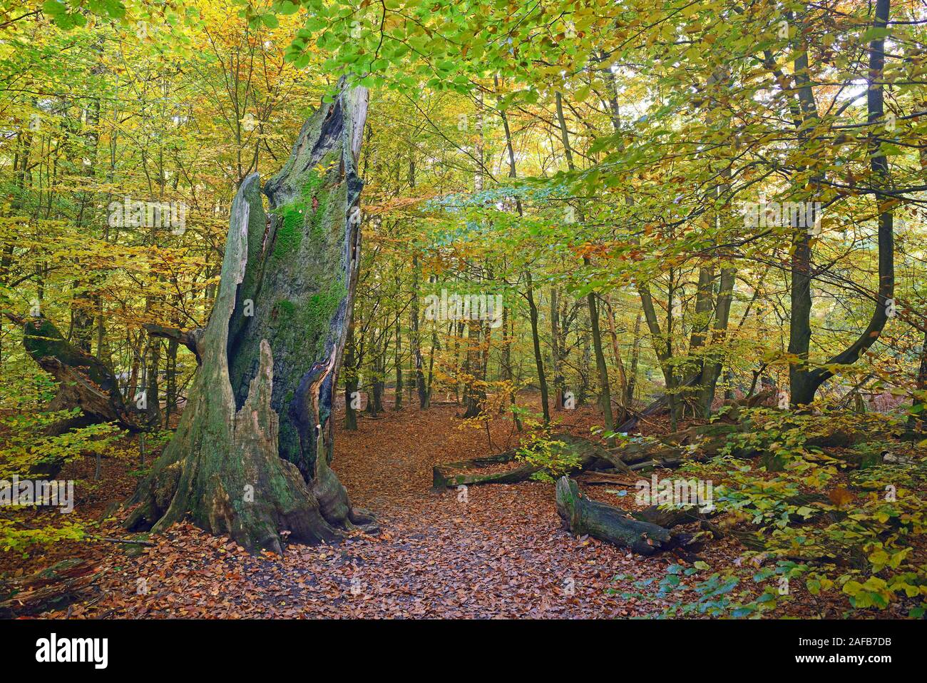 Ca. 800 Jahre alte Buche (Fagus) im Herbst, der Urwald Sababurg Naturschutzgebiet, Hessen, Deutschland, Europa Stockfoto