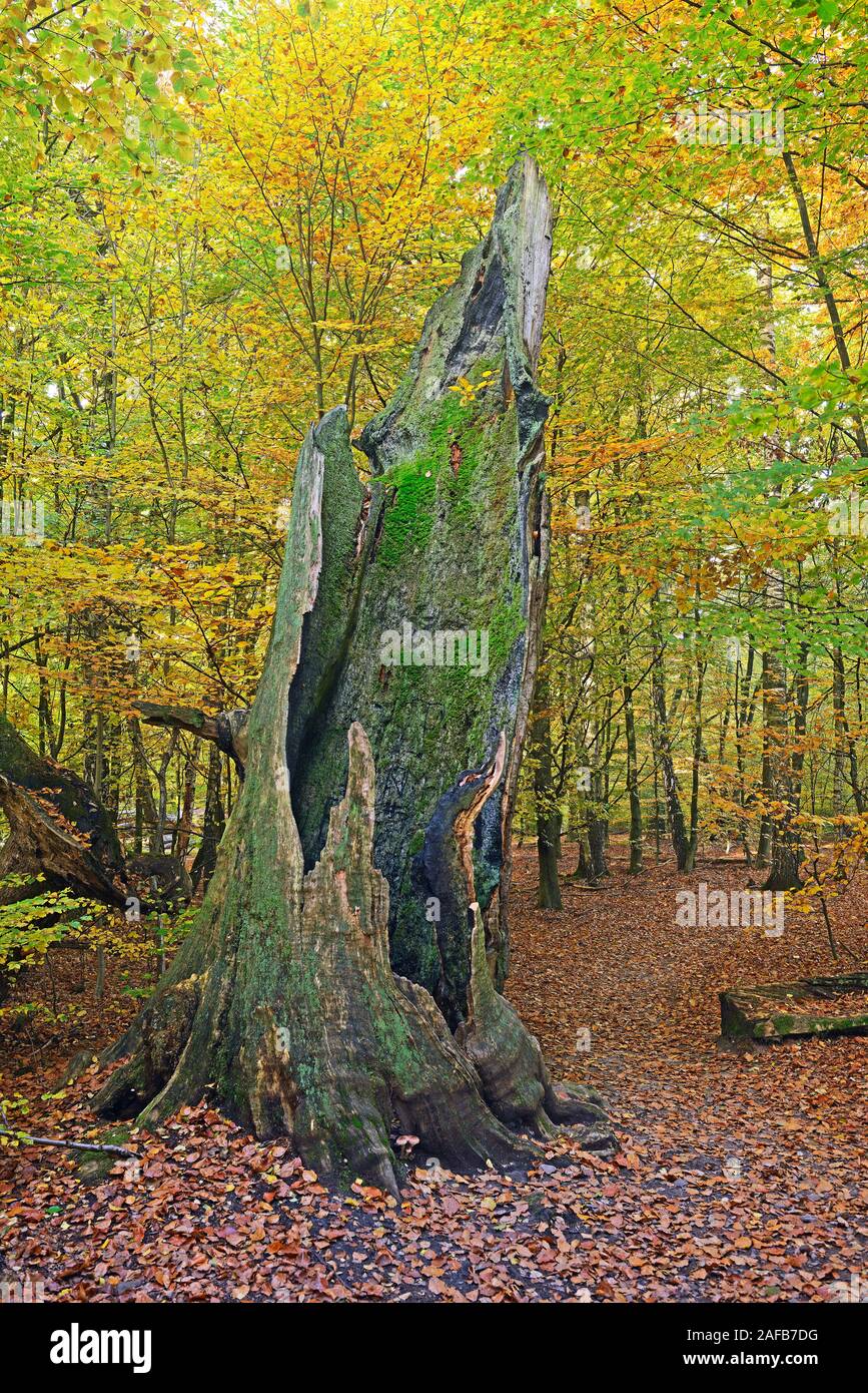 Ca. 800 Jahre alte Buche (Fagus) im Herbst, der Urwald Sababurg Naturschutzgebiet, Hessen, Deutschland, Europa Stockfoto