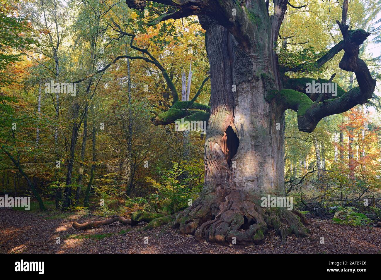 Ca. 800 Jahre alte Eiche (Quercus) im Herbst, der Urwald Sababurg Naturschutzgebiet, Hessen, Deutschland, Europa Stockfoto
