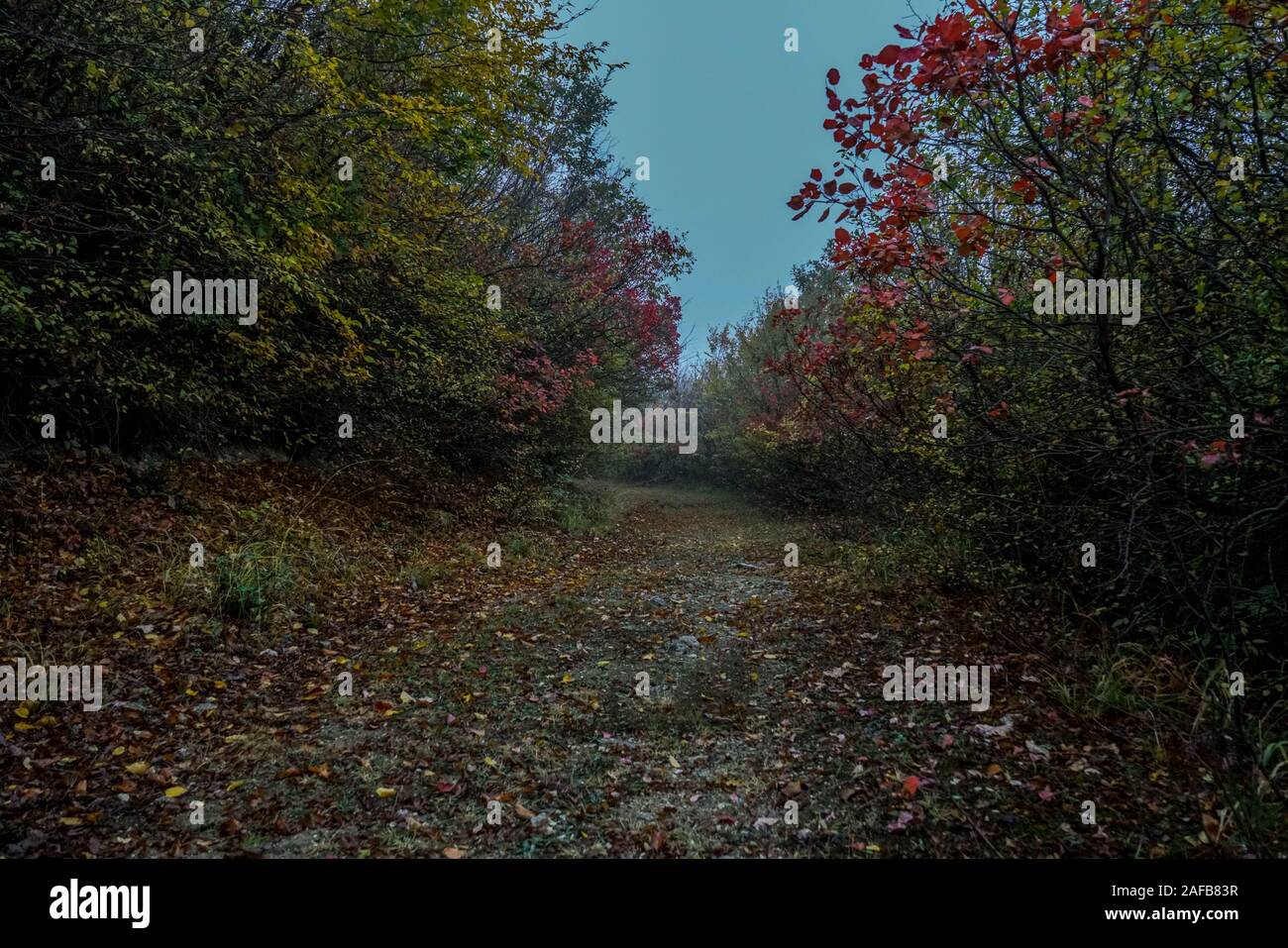 Straße im Herbst. Mistic nebeliger Morgen. Farbige Blätter im Boden. Stockfoto