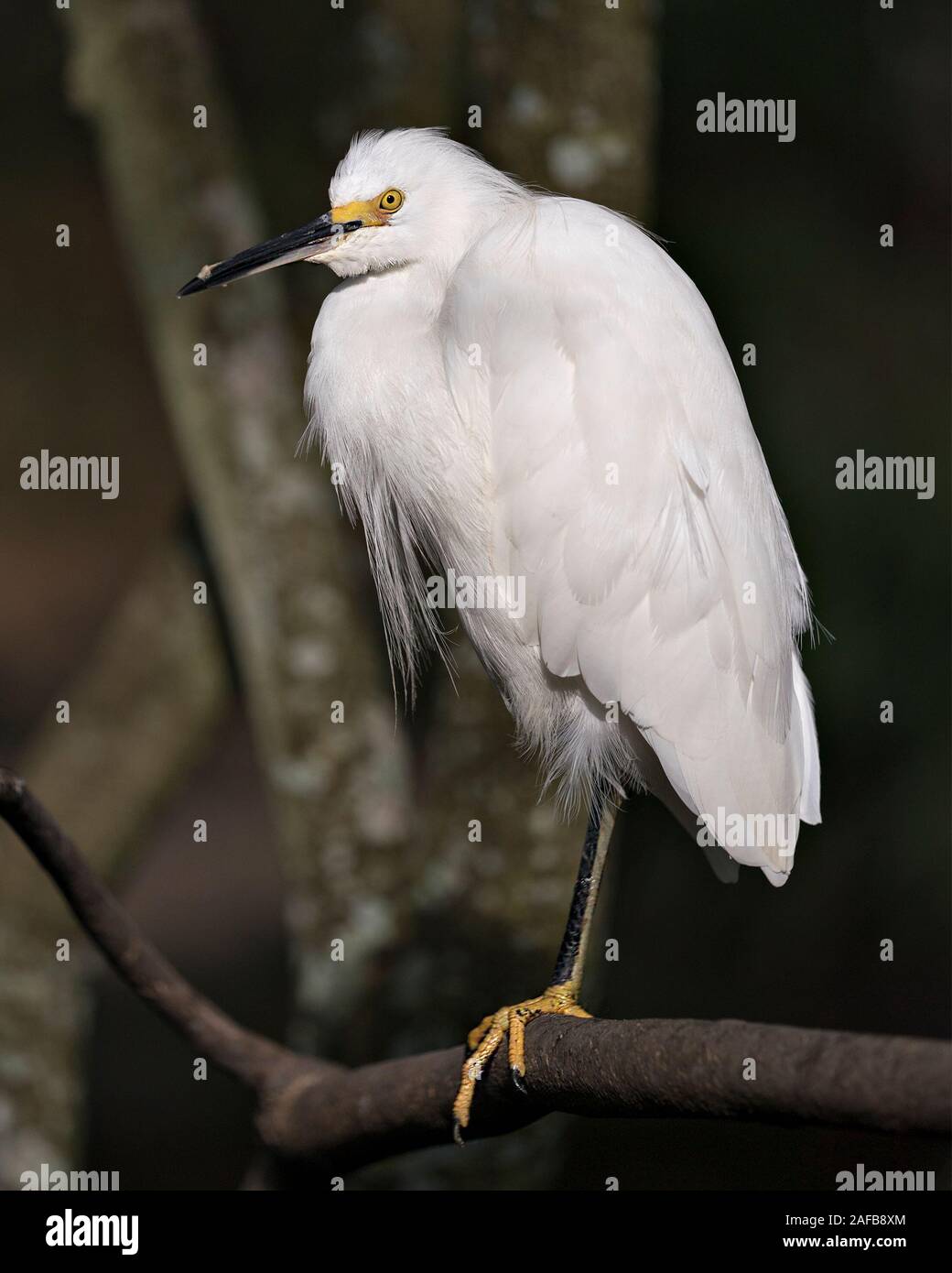 Snowy Egret close up Profil anzeigen auf Zweig anzeigen weißes Gefieder, Kopf, Schnabel, Augen, Füße in seine Umwelt und Umgebung, mit einem dunklen Bac Stockfoto
