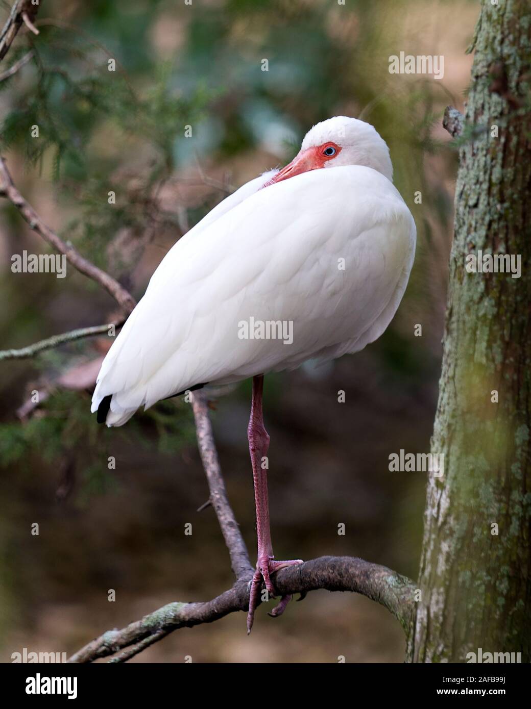 White Ibis Vogel in der Nähe Profil ansehen steht auf einem Felsen mit Moos Anzeigen langer Schnabel, Auge, weißes Gefieder, weißen Körper, rote Beine, Füße, in seiner Enviro Stockfoto White Ibis Vogel in der Nähe Profil ansehen steht auf einem Felsen mit Moos Anzeigen langer Schnabel, Auge, weißes Gefieder, weißen Körper, rote Beine, Füße, in seiner Enviro Stockfoto