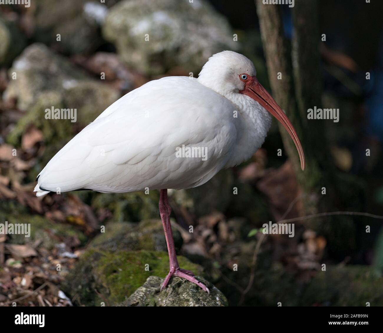 White Ibis Vogel in der Nähe Profil ansehen steht auf einem Felsen mit Moos mit einem Bokeh Hintergrund Anzeigen langer Schnabel, Auge, weißes Gefieder, weißen Körper, rot Stockfoto White Ibis Vogel in der Nähe Profil ansehen steht auf einem Felsen mit Moos mit einem Bokeh Hintergrund Anzeigen langer Schnabel, Auge, weißes Gefieder, weißen Körper, rot Stockfoto
