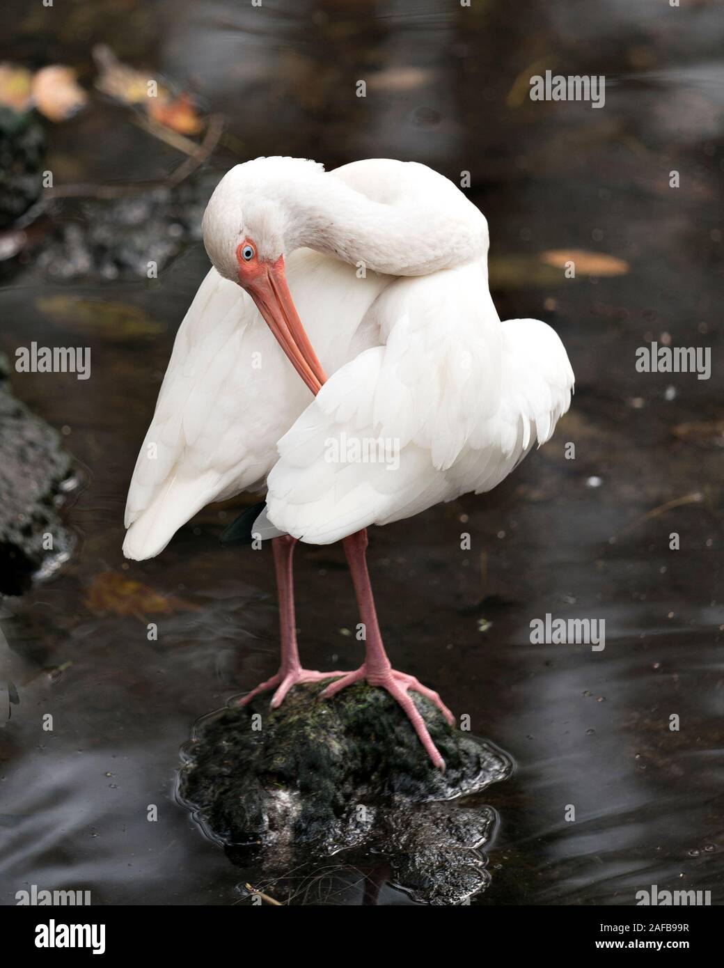 White Ibis Vogel in der Nähe Profil ansehen steht auf einem Felsen mit Moos Reinigung gespreizten Flügeln, Anzeigen langer Schnabel, Auge, weißes Gefieder, weißen Körper, rot Stockfoto White Ibis Vogel in der Nähe Profil ansehen steht auf einem Felsen mit Moos Reinigung gespreizten Flügeln, Anzeigen langer Schnabel, Auge, weißes Gefieder, weißen Körper, rot Stockfoto