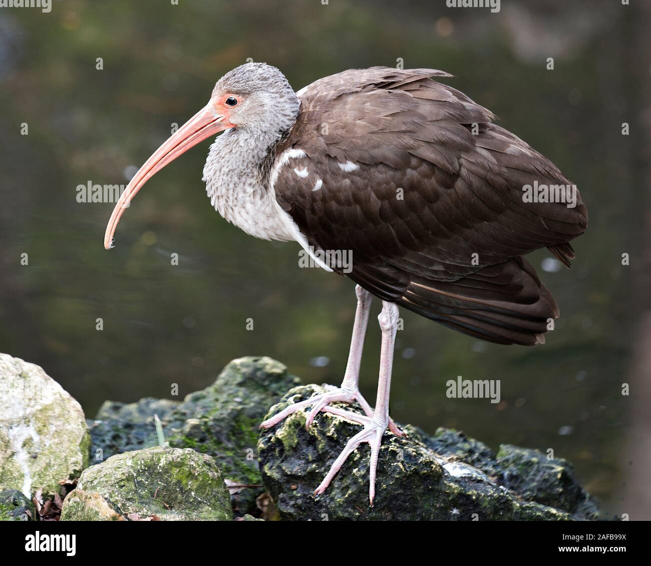 White Ibis Vogel in der Nähe Profil ansehen steht auf einem Felsen mit Moos mit einem Bokeh Hintergrund Anzeigen langer Schnabel, Auge, braunes Gefieder, Beine, Füße, in Stockfoto White Ibis Vogel in der Nähe Profil ansehen steht auf einem Felsen mit Moos mit einem Bokeh Hintergrund Anzeigen langer Schnabel, Auge, braunes Gefieder, Beine, Füße, in Stockfoto