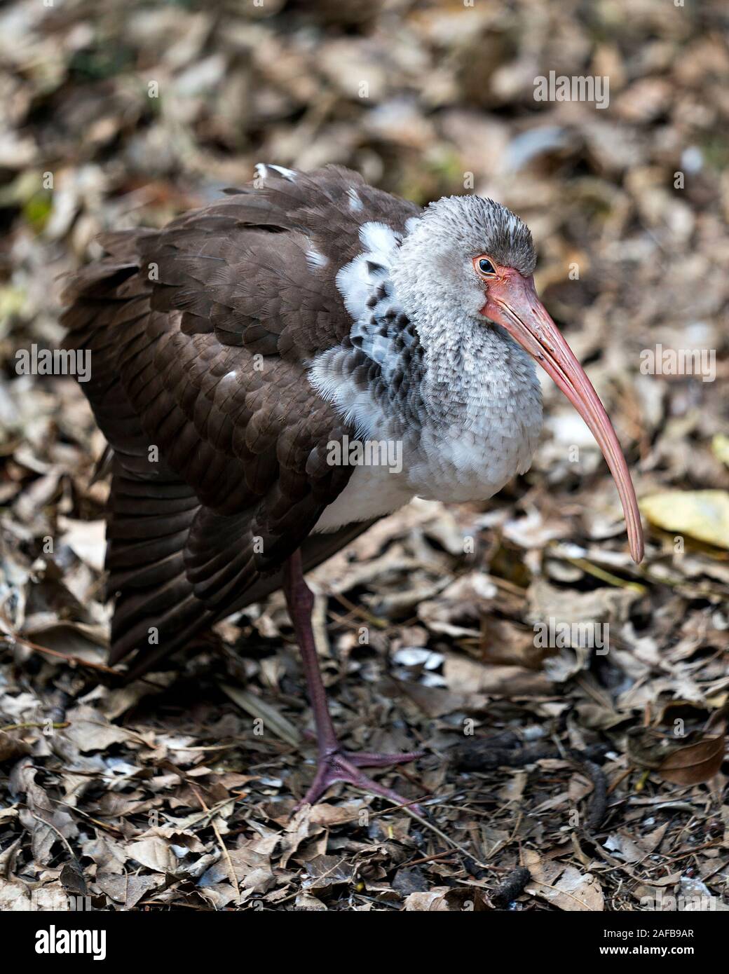 White Ibis juvenile Vogel close-up Profil anzeigen Anzeigen langer Schnabel, Auge, braunes Gefieder, Beine, Füße, in seiner Umwelt und Umgebung mit bokeh Bac Stockfoto White Ibis juvenile Vogel close-up Profil anzeigen Anzeigen langer Schnabel, Auge, braunes Gefieder, Beine, Füße, in seiner Umwelt und Umgebung mit bokeh Bac Stockfoto