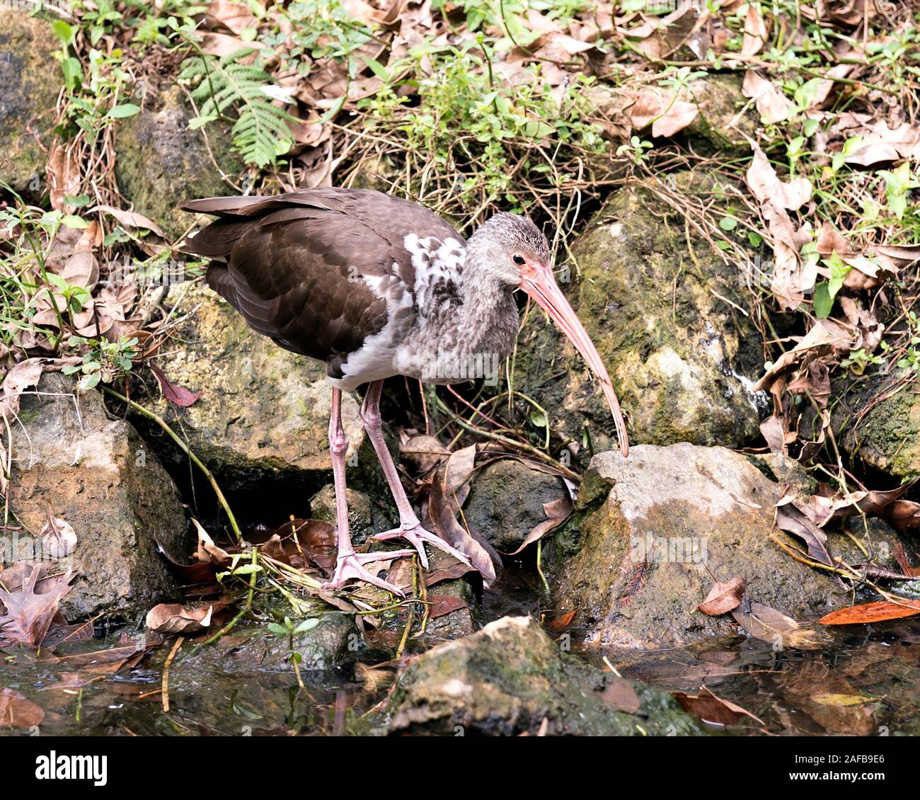 White Ibis juvenile Vogel in der Nähe Profil ansehen steht auf einem Felsen mit Moos Anzeigen langer Schnabel, Auge, braunes Gefieder, Beine, Füße, in seiner Umgebung ein Stockfoto White Ibis juvenile Vogel in der Nähe Profil ansehen steht auf einem Felsen mit Moos Anzeigen langer Schnabel, Auge, braunes Gefieder, Beine, Füße, in seiner Umgebung ein Stockfoto