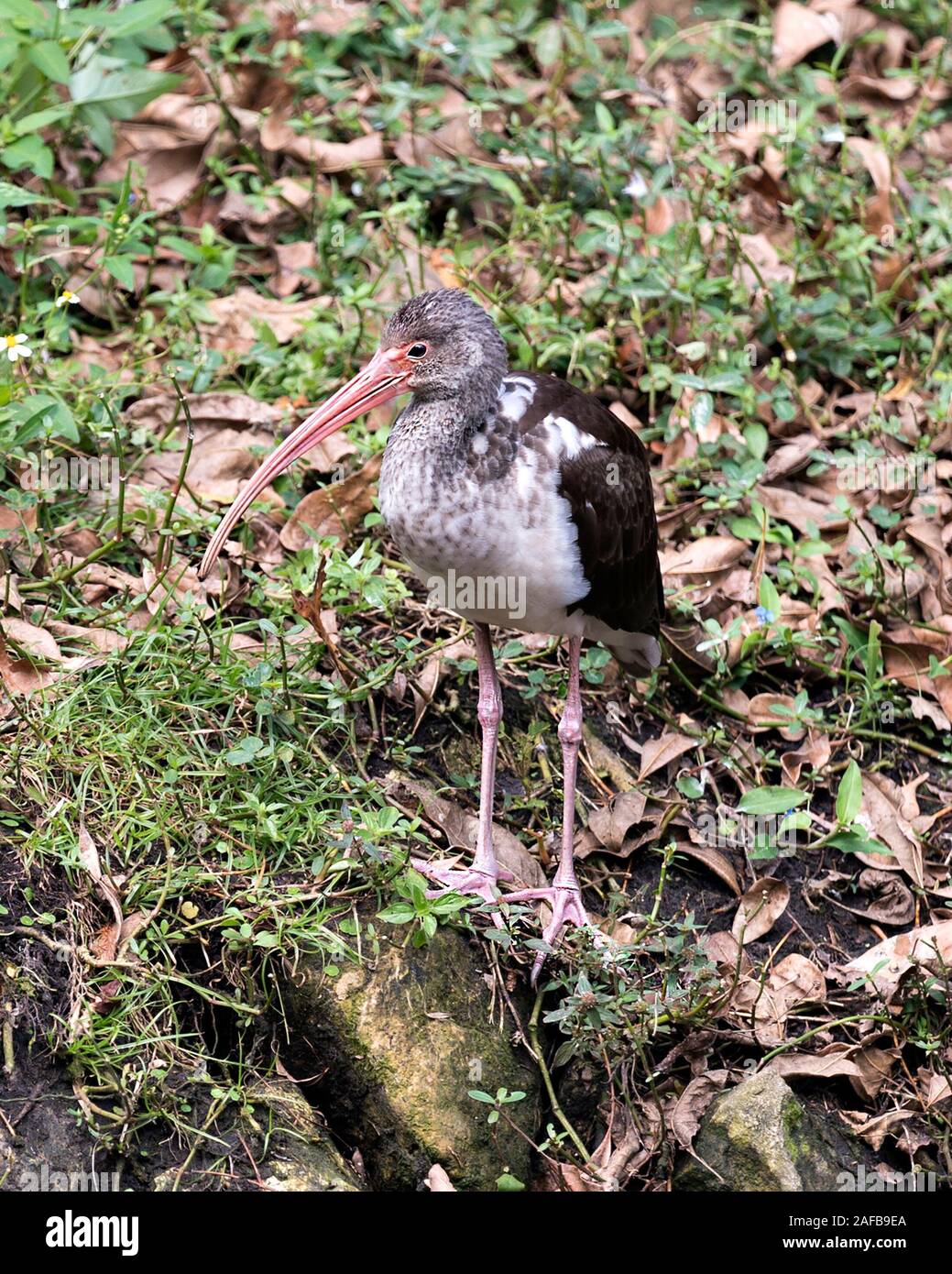 White Ibis juvenile Vogel in der Nähe Profil ansehen stehend auf Laub Anzeigen langer Schnabel, Auge, braunes Gefieder, Beine, Füße, in seiner Umwelt und surro Stockfoto White Ibis juvenile Vogel in der Nähe Profil ansehen stehend auf Laub Anzeigen langer Schnabel, Auge, braunes Gefieder, Beine, Füße, in seiner Umwelt und surro Stockfoto