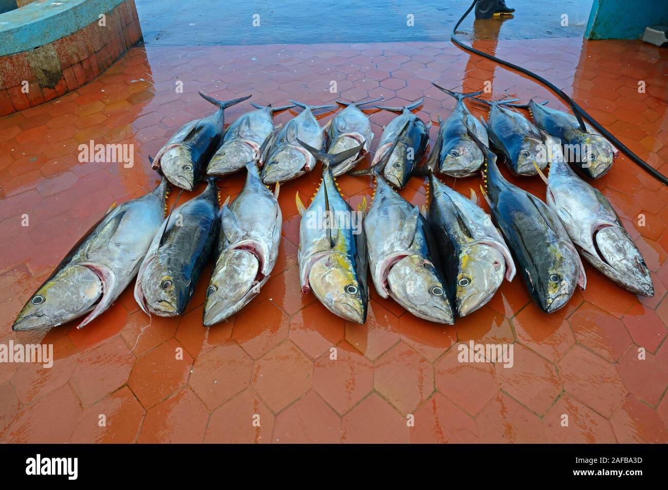 Frisch gefangene Gelbflossenthunfische (Thunnus albacares) im Fischerhafen von Puerto Ayora, Insel Santa Cruz, unermüdliche Island, Galapagos Archi Stockfoto