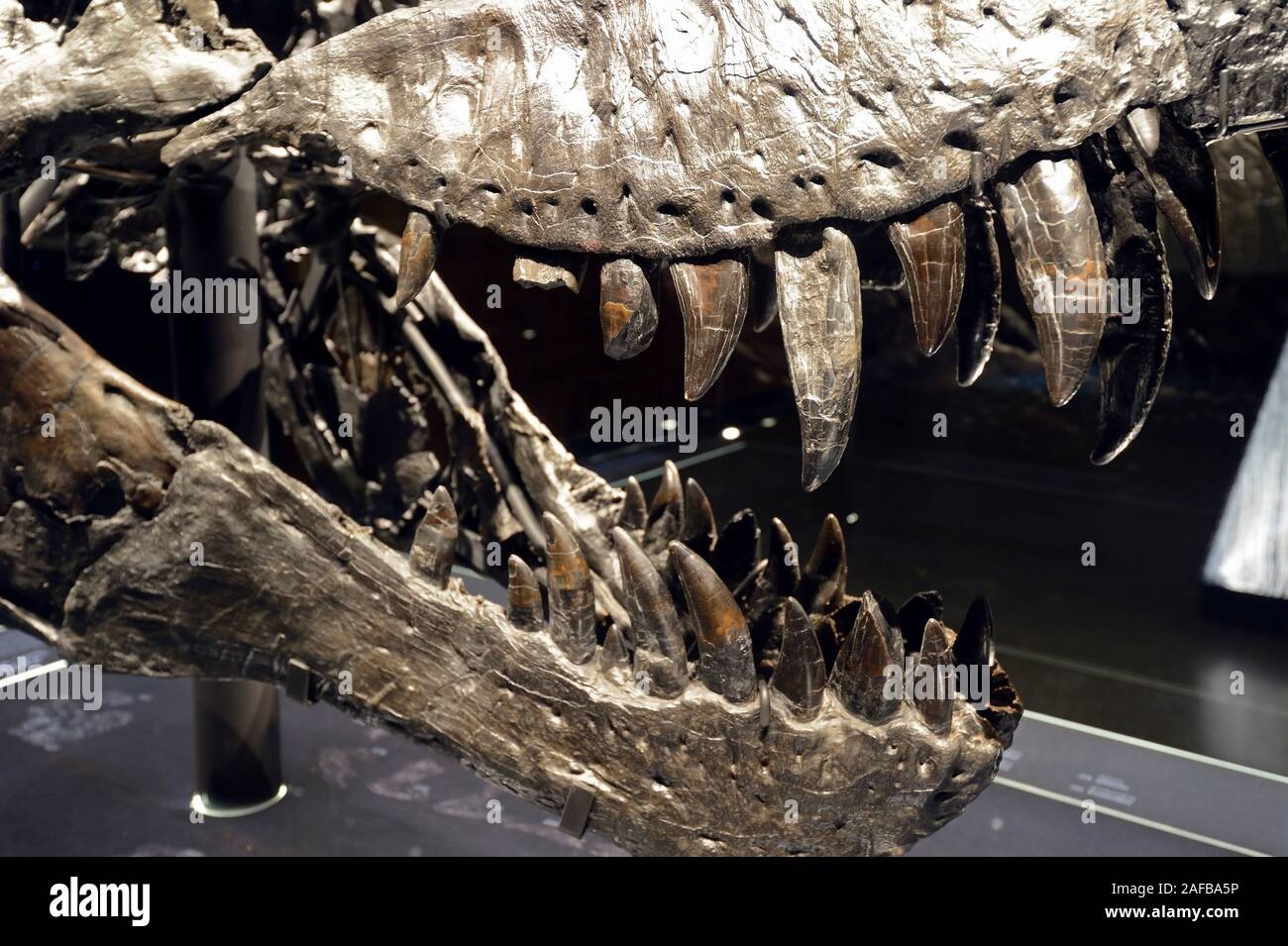 Das weltweit einmalige (Skelett des Tyrannosaurus Rex, T.rex) Tristan