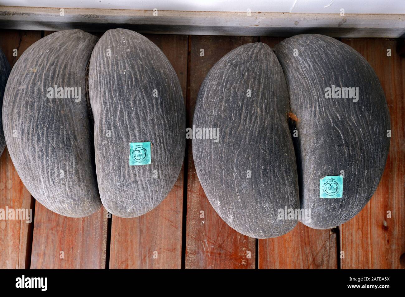 Coco de Mer, Frucht der Seychellenpalme (Lodoicea maldivica), größter Samen der Erde, für den Verkauf lizensierte Exmplare, Insel Mahe, Seychellen Stockfoto