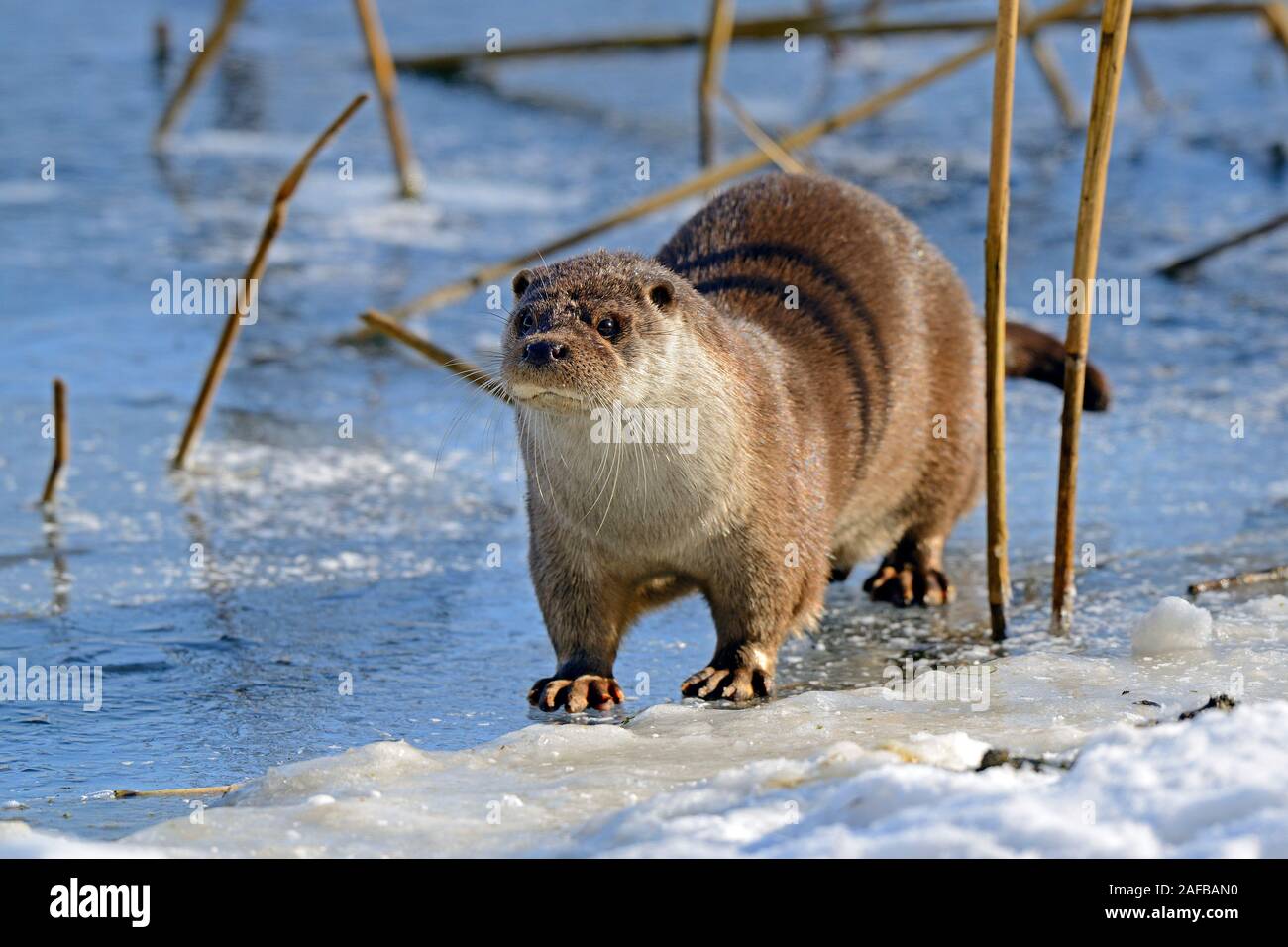 Europäischer Fischotter (Lutra lutra) einem Zugefrorenem Teich im
