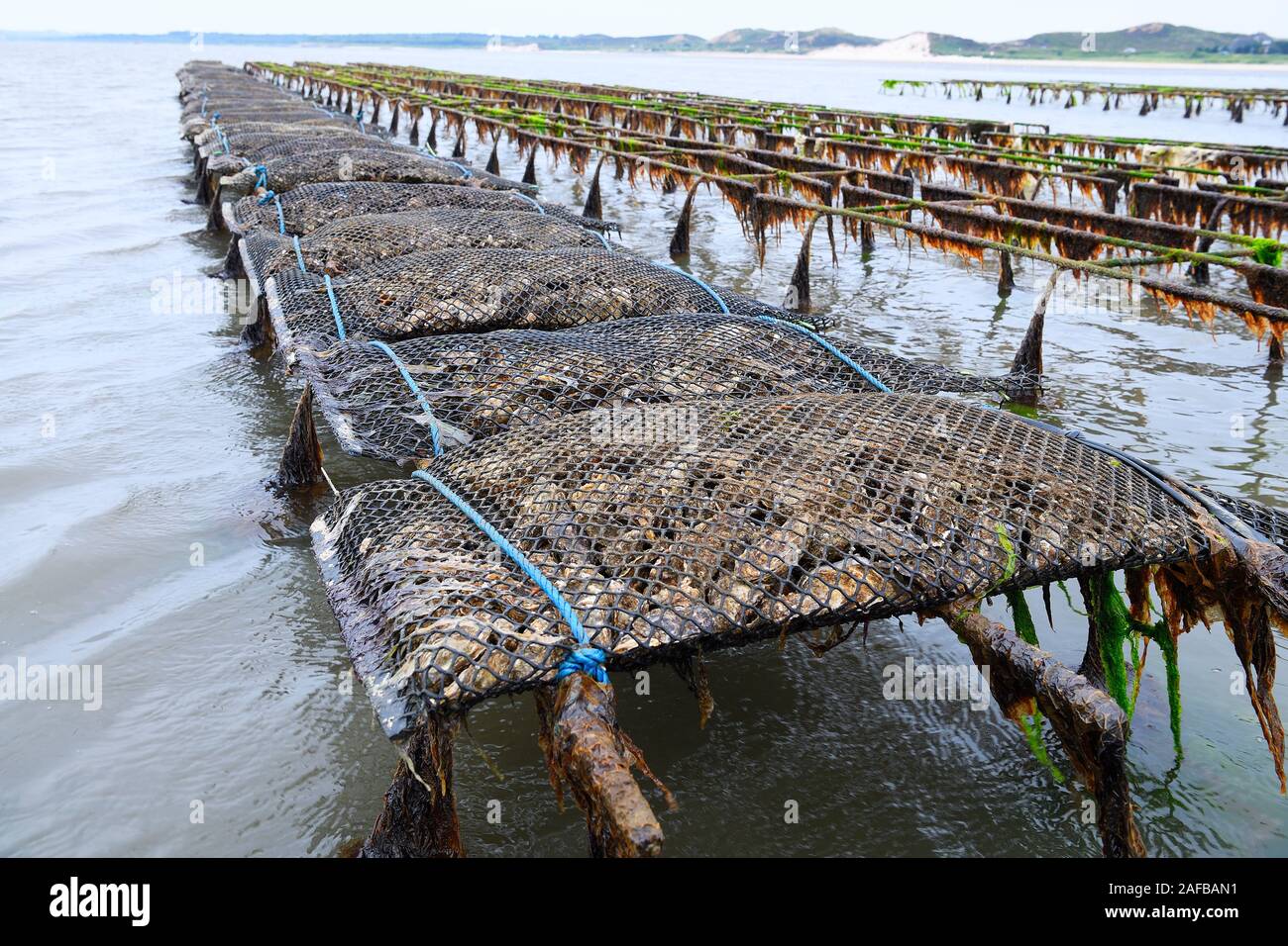 Pazifische Felsenauster (Crassostrea gigas), Sylter Royal, Stellagen bei Ebbe im Watt, Sylt, Nordfriesische Inseln, Nordfriesland, Schleswig-Holst Stockfoto