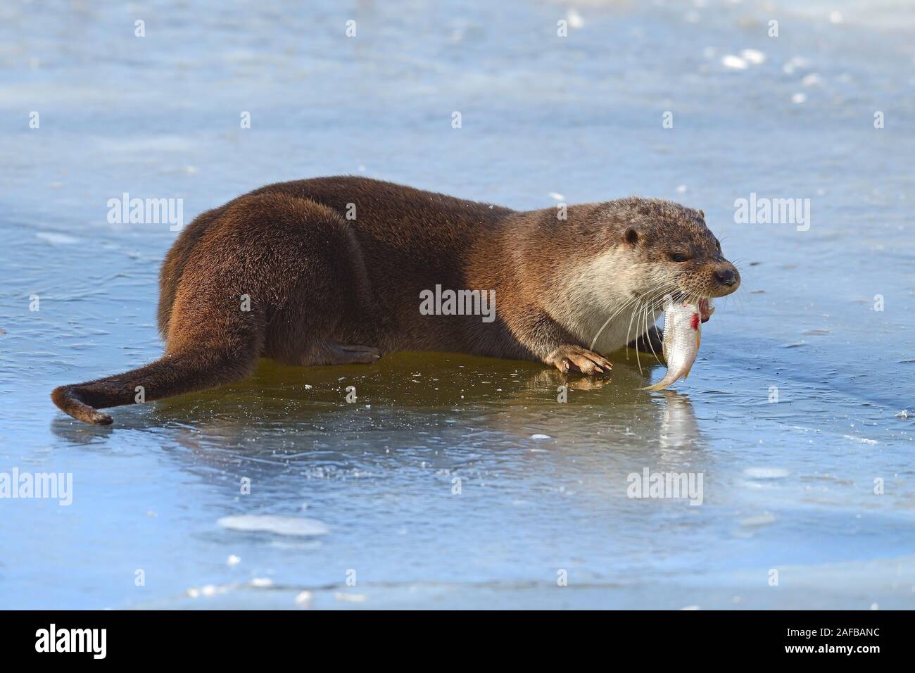 Fischotter mit fisch Fotos und Bildmaterial in hoher Auflösung Alamy
