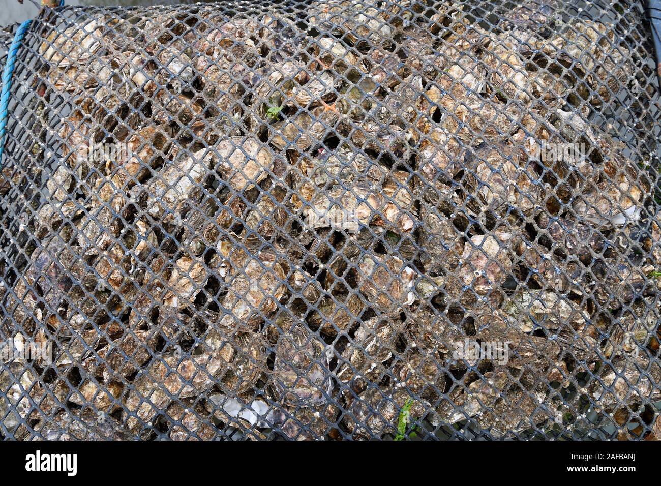 Pazifische Felsenauster (Crassostrea gigas), Sylter Royal, Stellagen bei Ebbe im Watt, Sylt, Nordfriesische Inseln, Nordfriesland, Schleswig-Holst Stockfoto