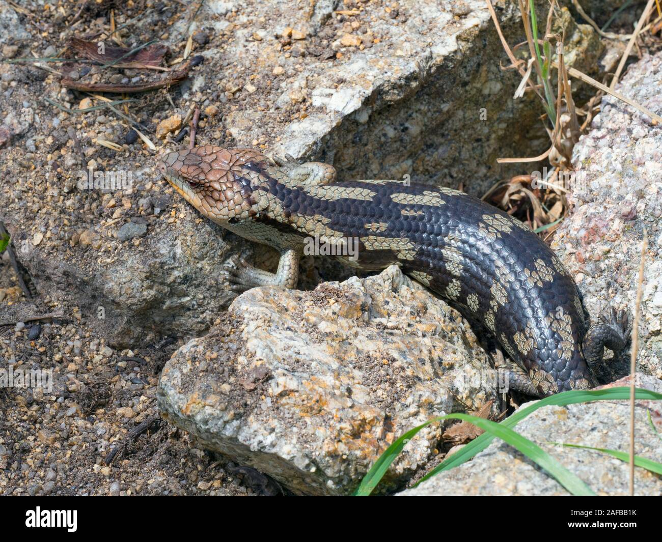 Blau Gestromt-tongued lizard Tiliqua nigrolutea Sommer Stockfoto