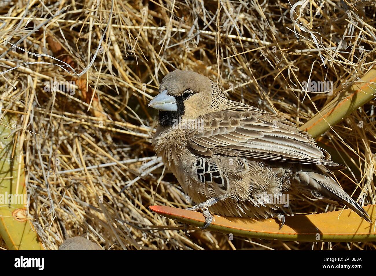 Siedelweber (Philetairus socius) Keetmanshoop, Namibia, Afrika Stockfoto