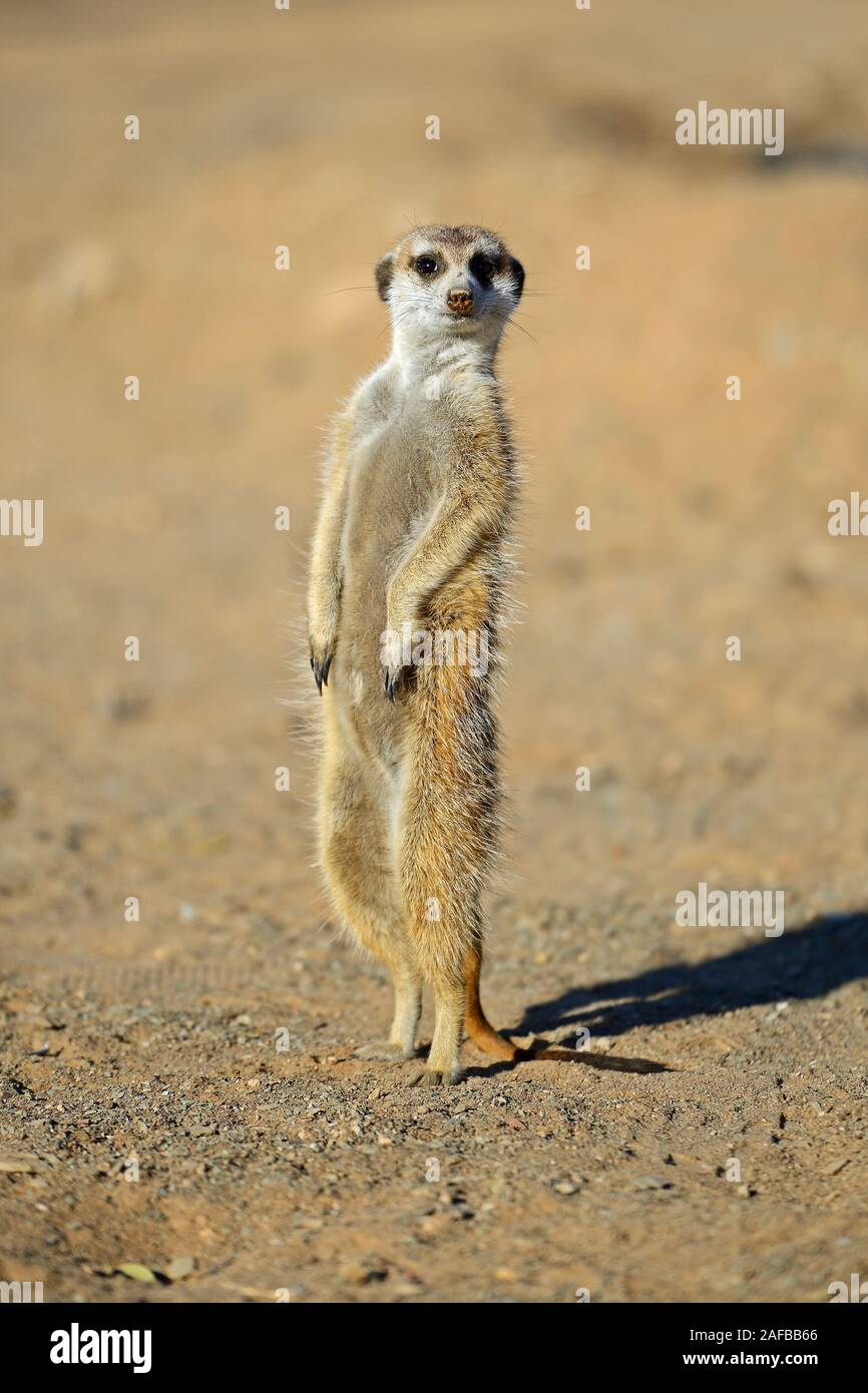 Erdmaennchen (Suricata Suricatta) Im Morgenlicht, Bei Keetmanshoop, Namibia, Afrika Stockfoto