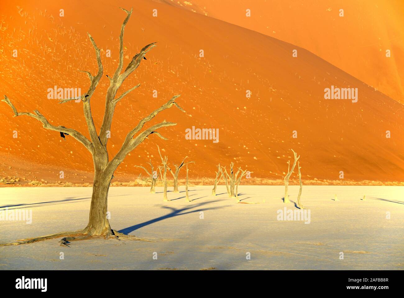 Kameldornbaeume (Acacia Erioloba), auch Kameldorn oder Kameldornakazie im letzten Abendlicht, Namib Naukluft Nationalpark, Deadvlei, Dead Vlei, Sossu Stockfoto