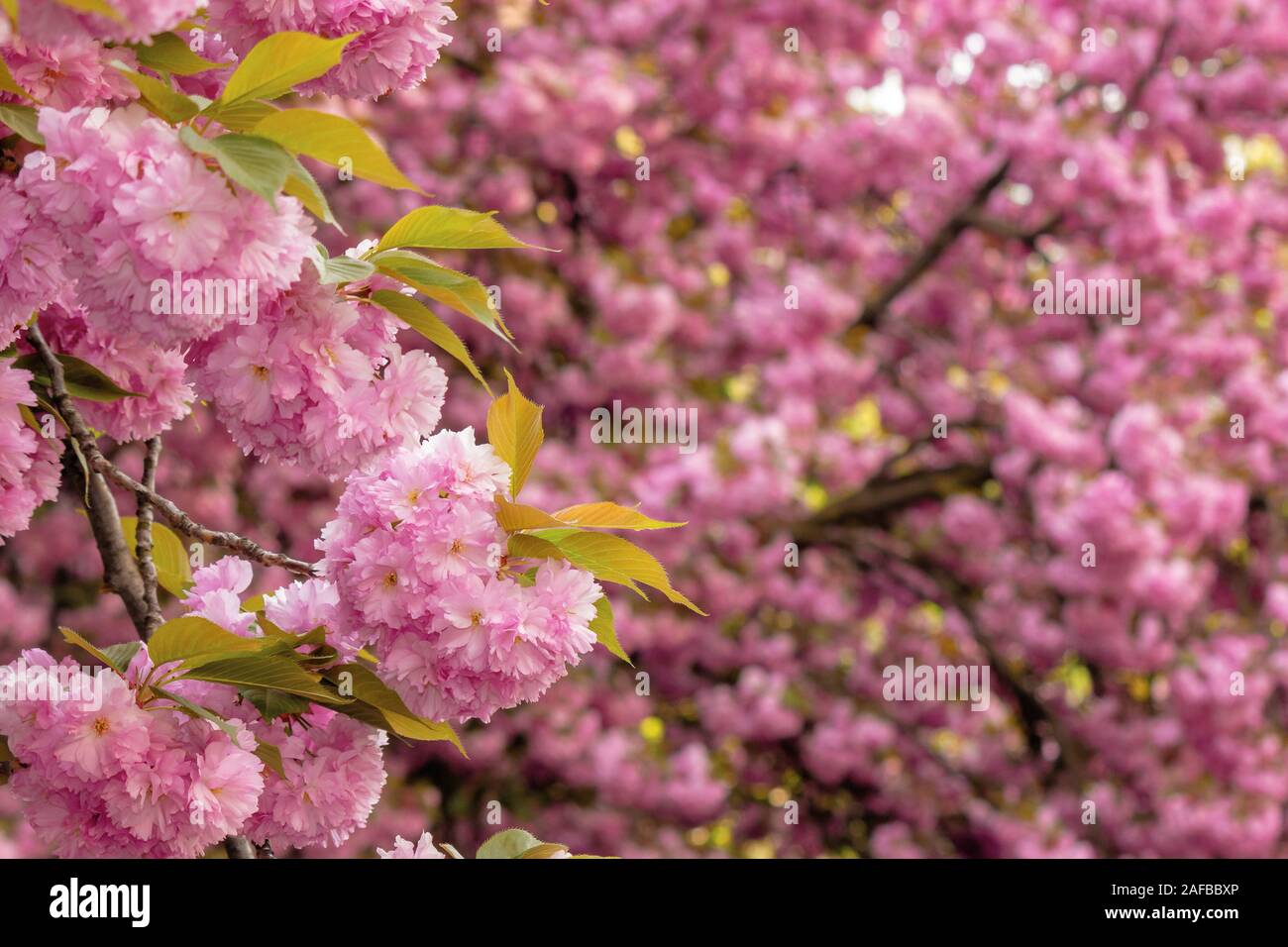 Kirschblüte im Garten. schönen Frühling Natur Hintergrund. In der Nähe von blühenden Zweigen von Sakura Bäumen. Tolle Farbkombination aus rosa Stockfoto