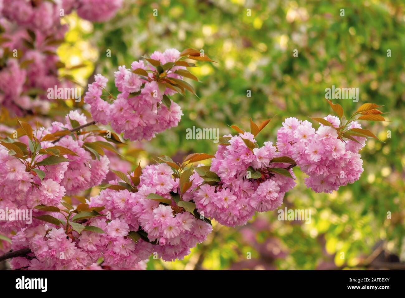 Kirschblüte im Garten. schönen Frühling Natur Hintergrund. In der Nähe von blühenden Zweigen von Sakura Bäumen. wunderschöne Farbkombination aus rosa Stockfoto