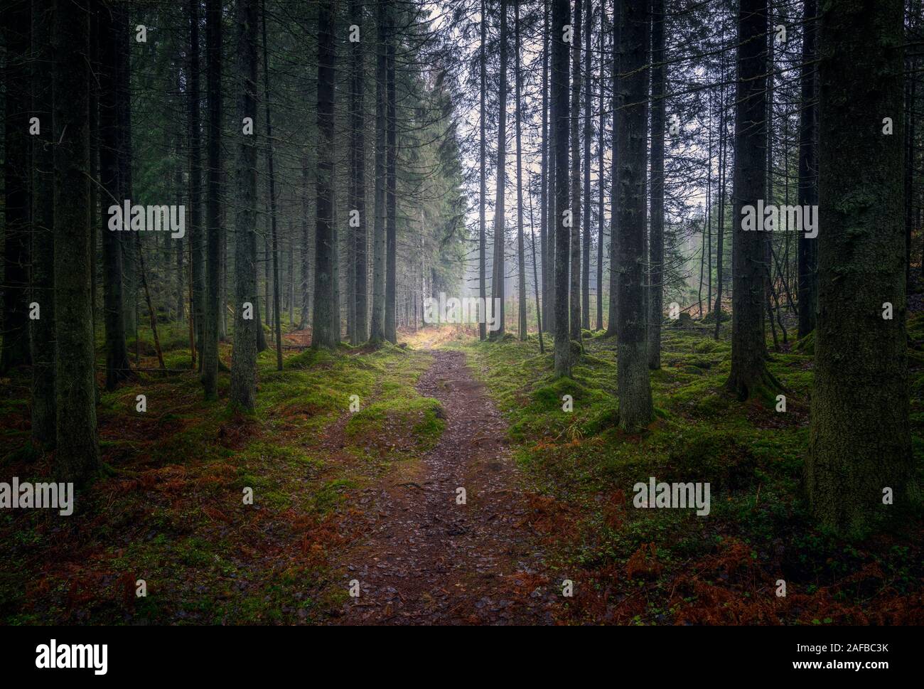Dunkle und düstere Waldweg mit schönen alten Bäumen und neblige Stimmung auf Herbst Tag in Finnland Stockfoto
