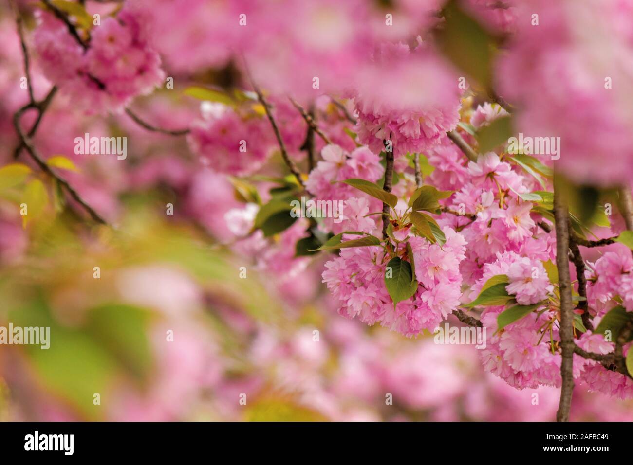 Kirschblüte im Park. schönen Frühling Natur Hintergrund. In der Nähe von blühenden Zweigen von Sakura Bäumen. wunderschöne Farbkombination pink Flo Stockfoto