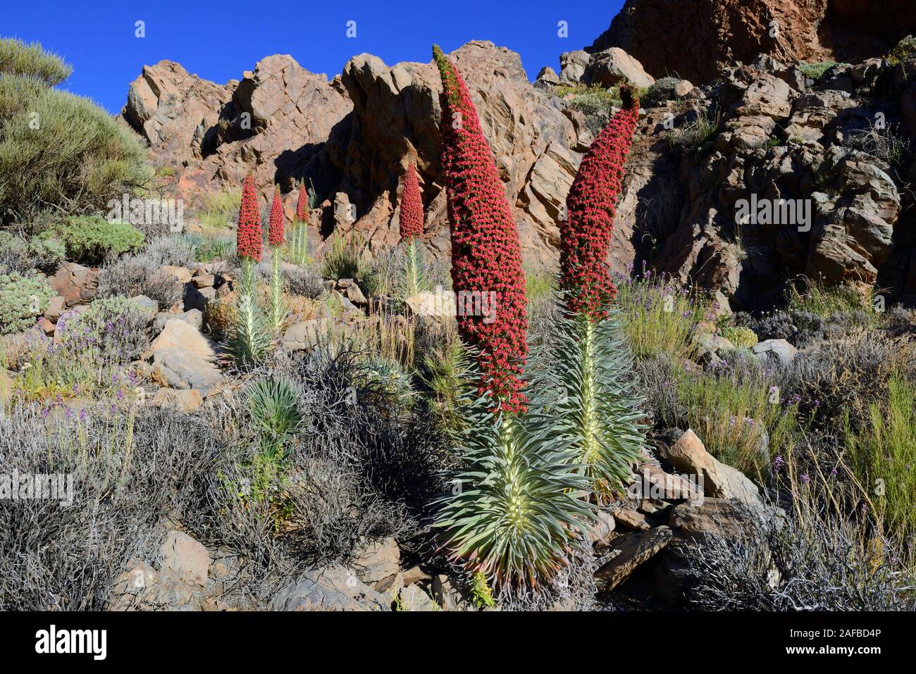 Wildprets Natternkopf (Echium wildpretii), blühend, Teide-Nationalpark, Las Llanadas, Provinz Santa Cruz de Tenerife, Teneriffa, Kanaren, Spanien Stockfoto