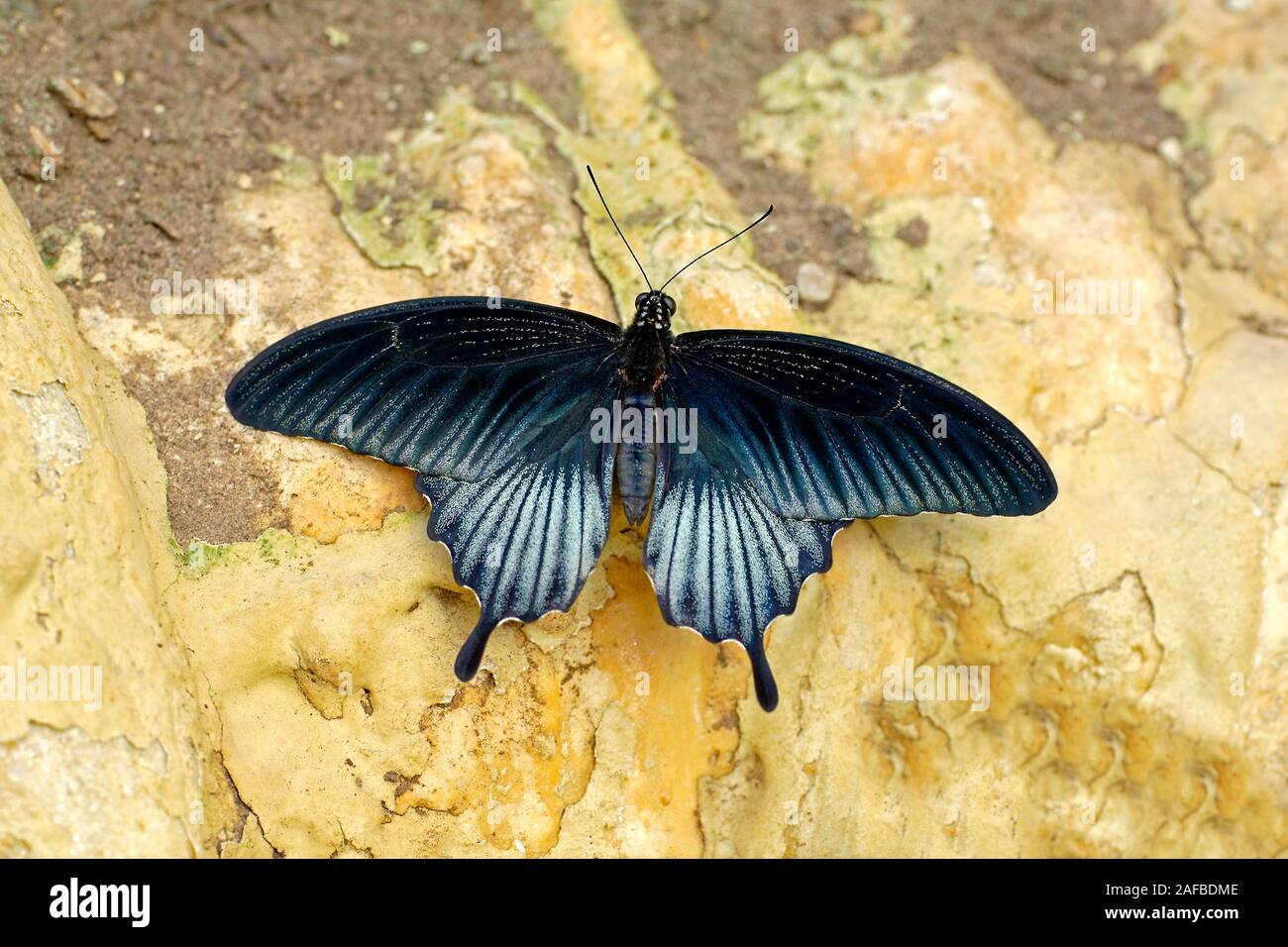 Kraehen Schwalbenschwanz, Papilio syfanius Stockfoto