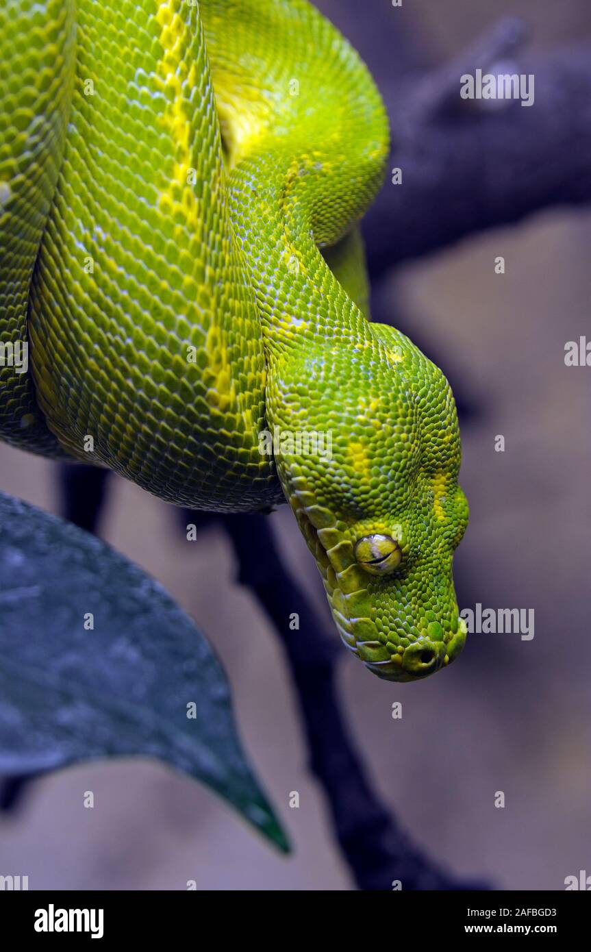 Grüner Baumpython - Morelia viridis Stockfoto