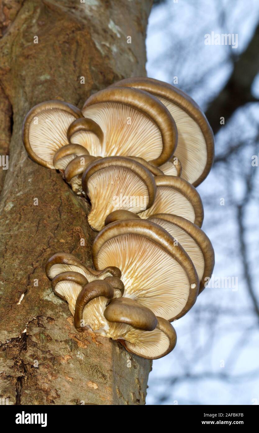 Pearl oyster Pilze wachsen auf dem Schaft eines toten Aspen Tree Stockfoto