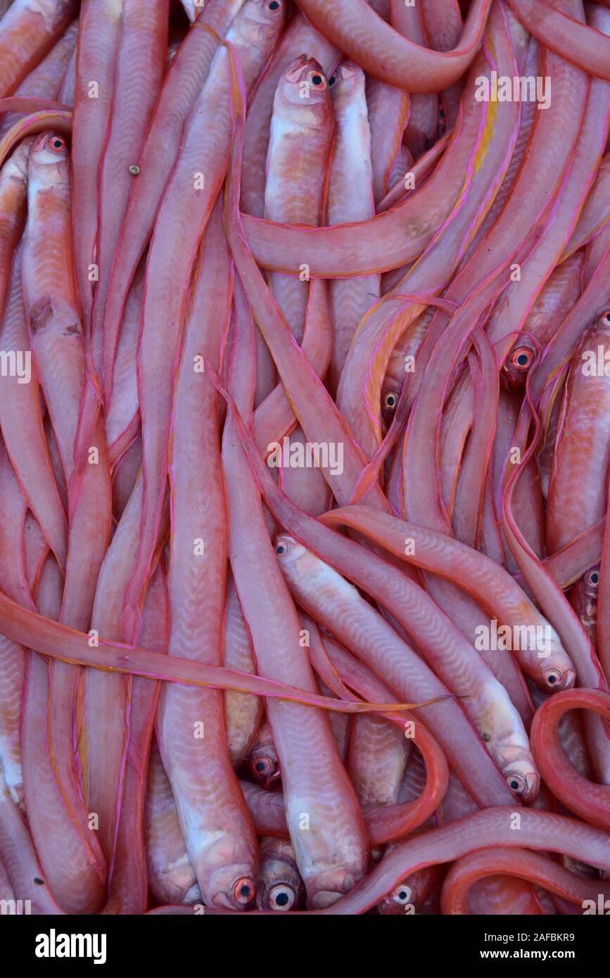 Frisch gefangener Fisch zum Verkauf, in der Nähe von Sqala du Port, in der bezaubernden Stadt Essaouira an der südlichen Atlantikküste, Marokko, Nordafrika. Stockfoto