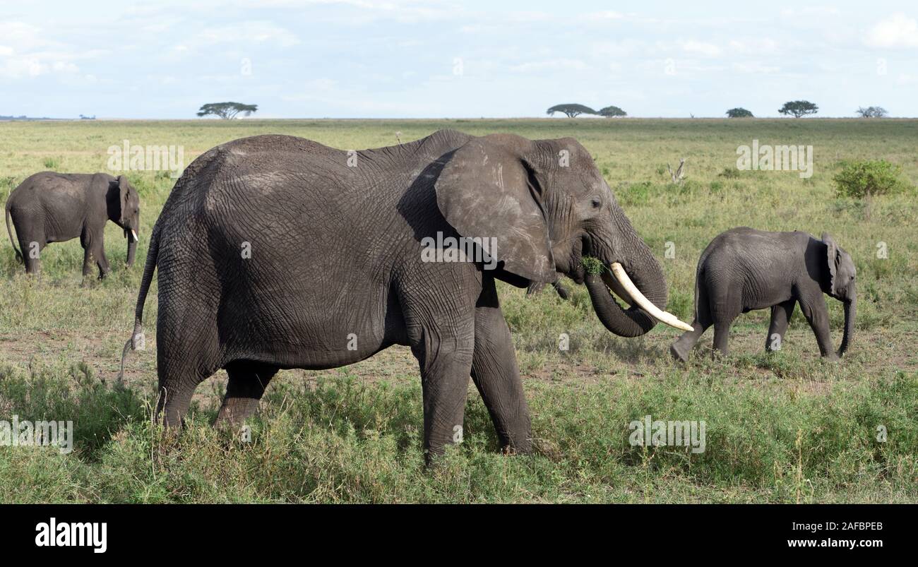 Eine Familiengruppe afrikanischer Elefanten (Loxodonta africana) mit unterschiedlichem Alter. Serengeti-Nationalpark, Tansania. Stockfoto