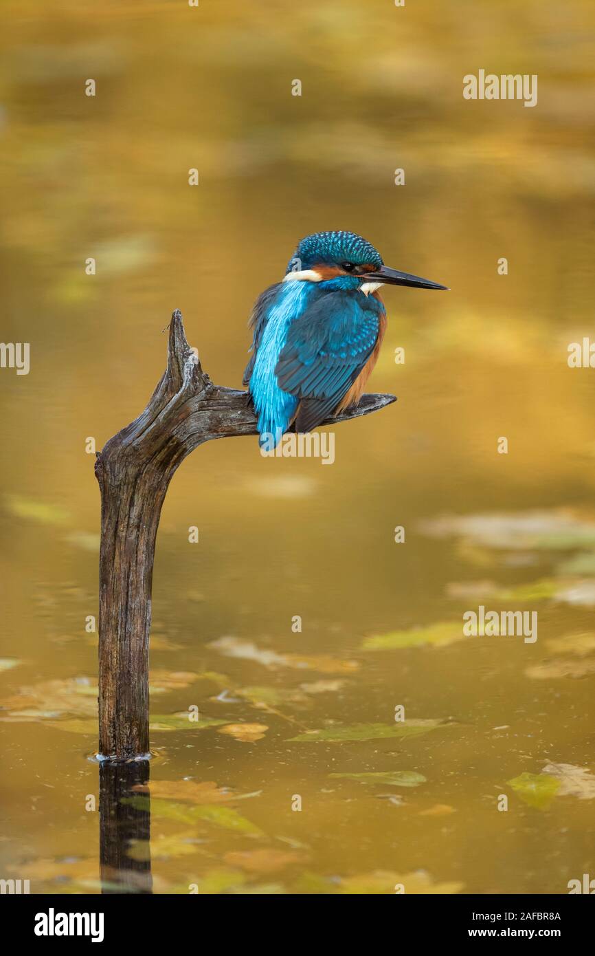 Kingfisher (Alcedo atthis) auf einem Stock Stockfoto