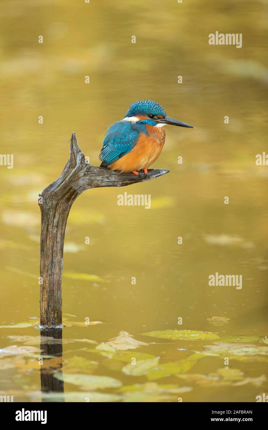 Kingfisher (Alcedo atthis) auf einem Stock Stockfoto