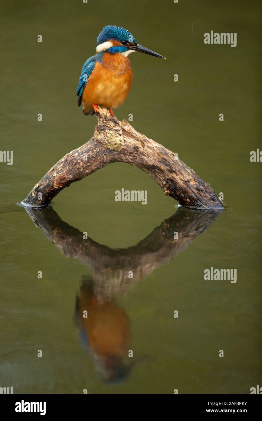 Eisvogel (Alcedo atthis) gehockt und seine Reflexion Stockfoto
