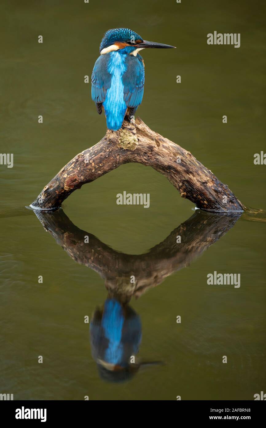 Eisvogel (Alcedo atthis) mit seiner Reflexion gehockt Stockfoto