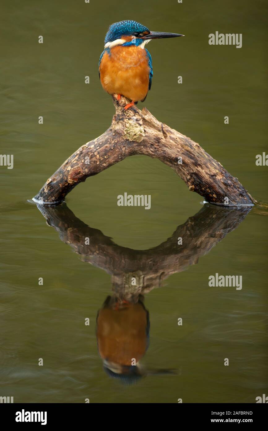 Eisvogel (Alcedo atthis) gehockt und seine Reflexion Stockfoto