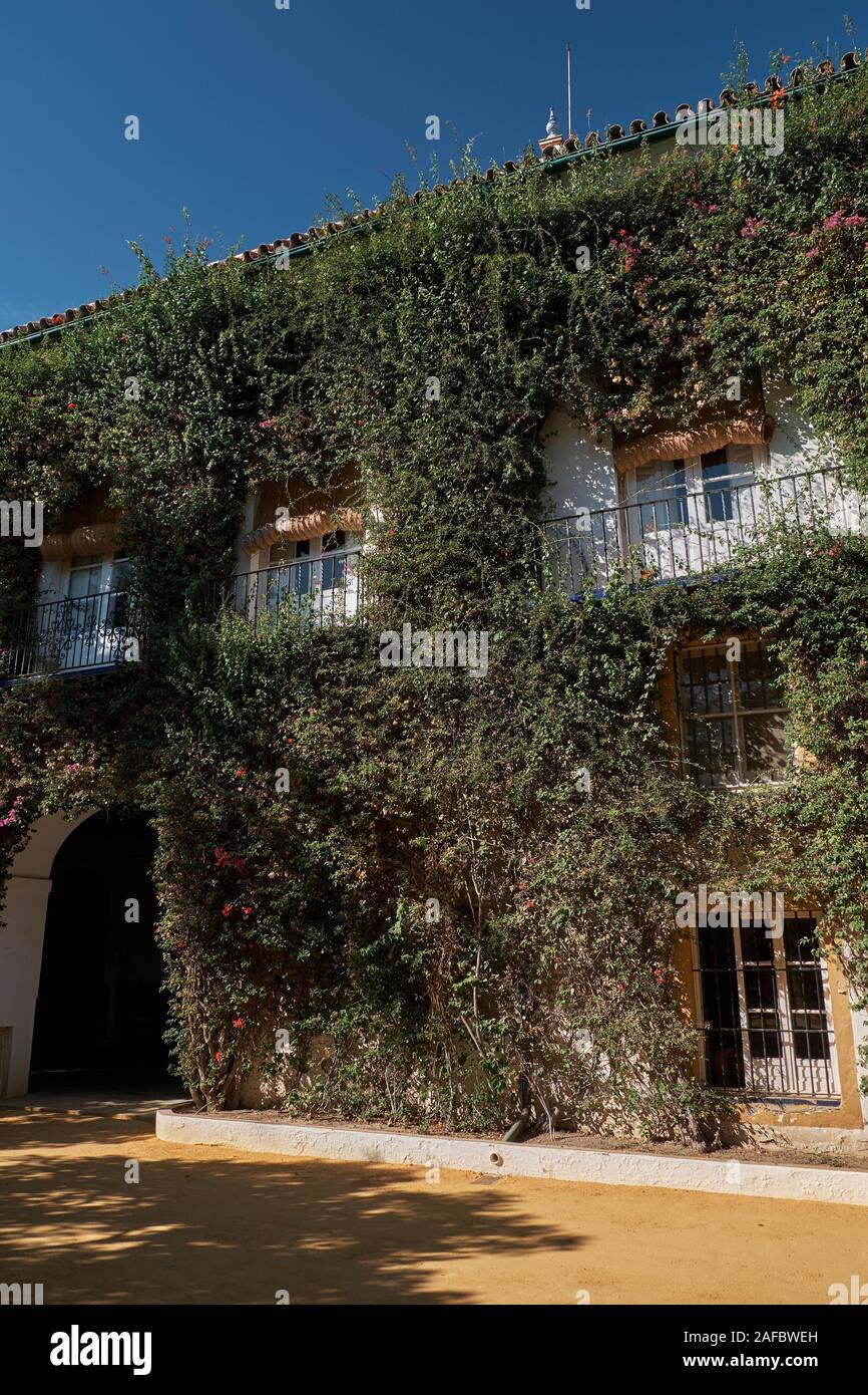 Fassade bedeckt mit Pflanzen. Palacio de Las Dueñas, Sevilla, Andalusien, Spanien. Stockfoto