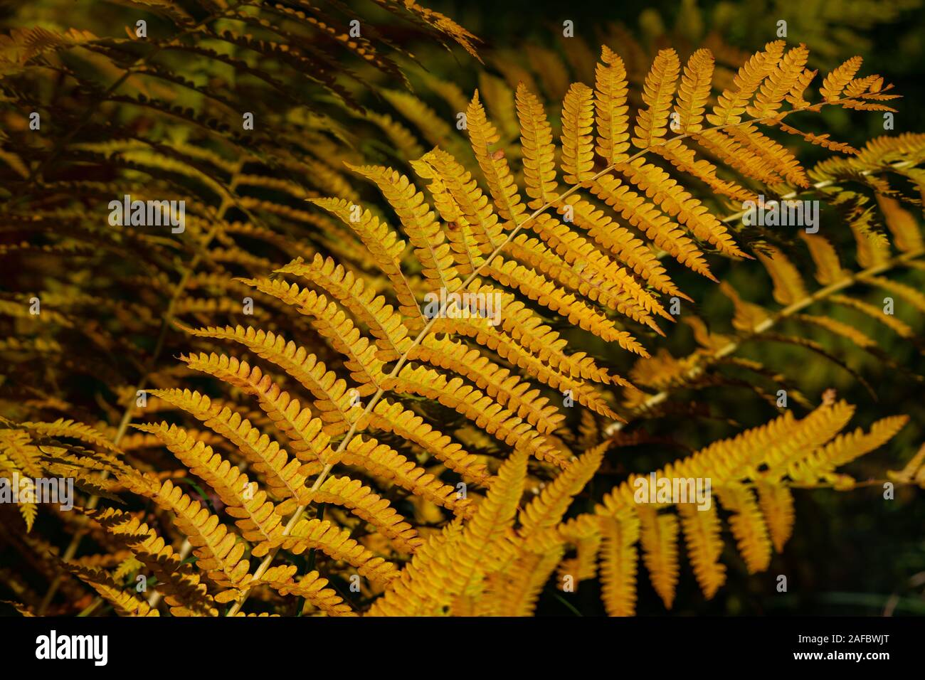 Herbst farbige Farne, Sieur de Monts, Acadia National Park, Maine, USA Stockfoto