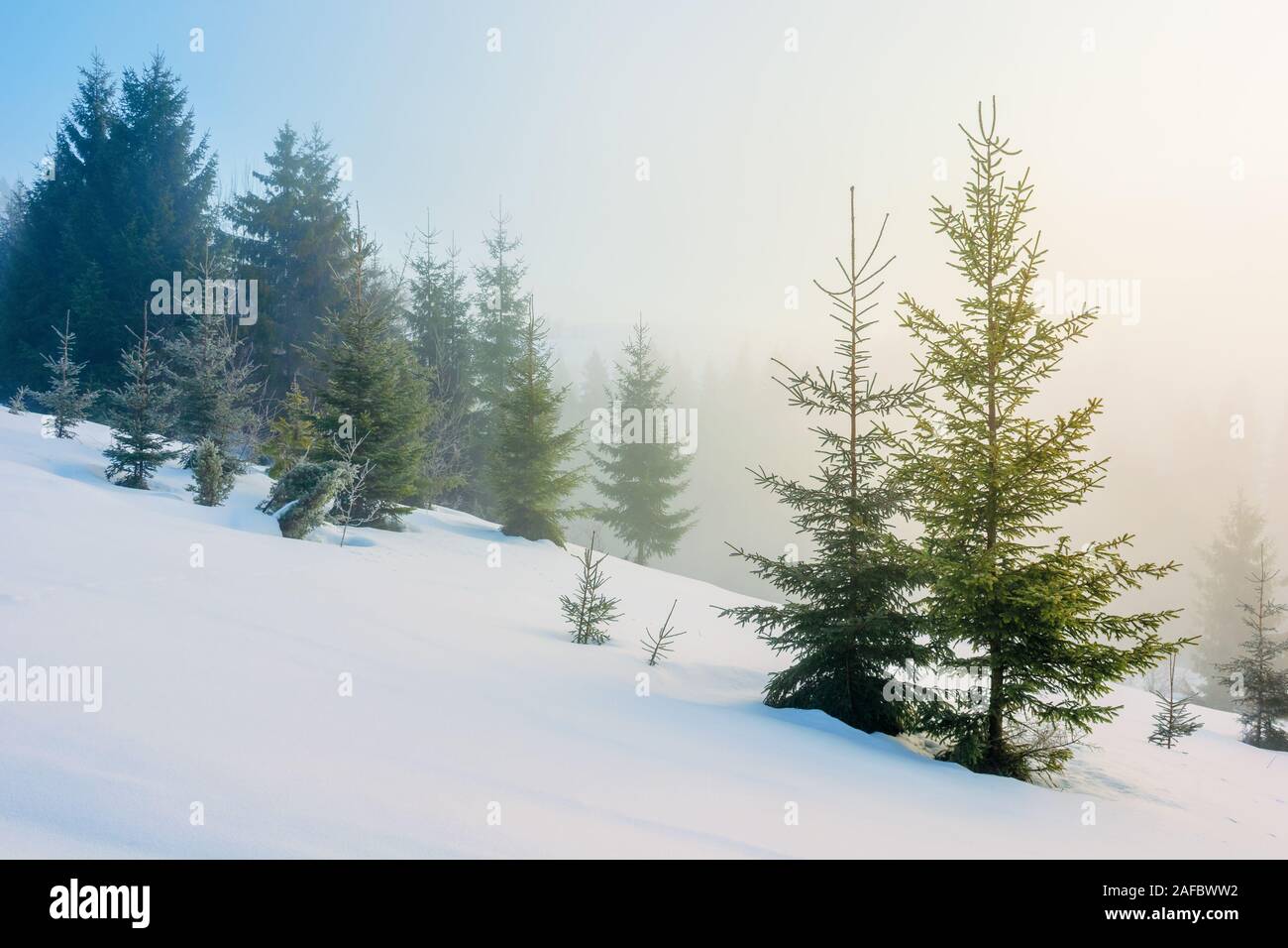 Wintermärchen Landschaft in den Bergen. schöne Natur Landschaft mit Nadelwald in Nebel und einige Bäume auf dem Schnee fichte Hang. Wundersc Stockfoto