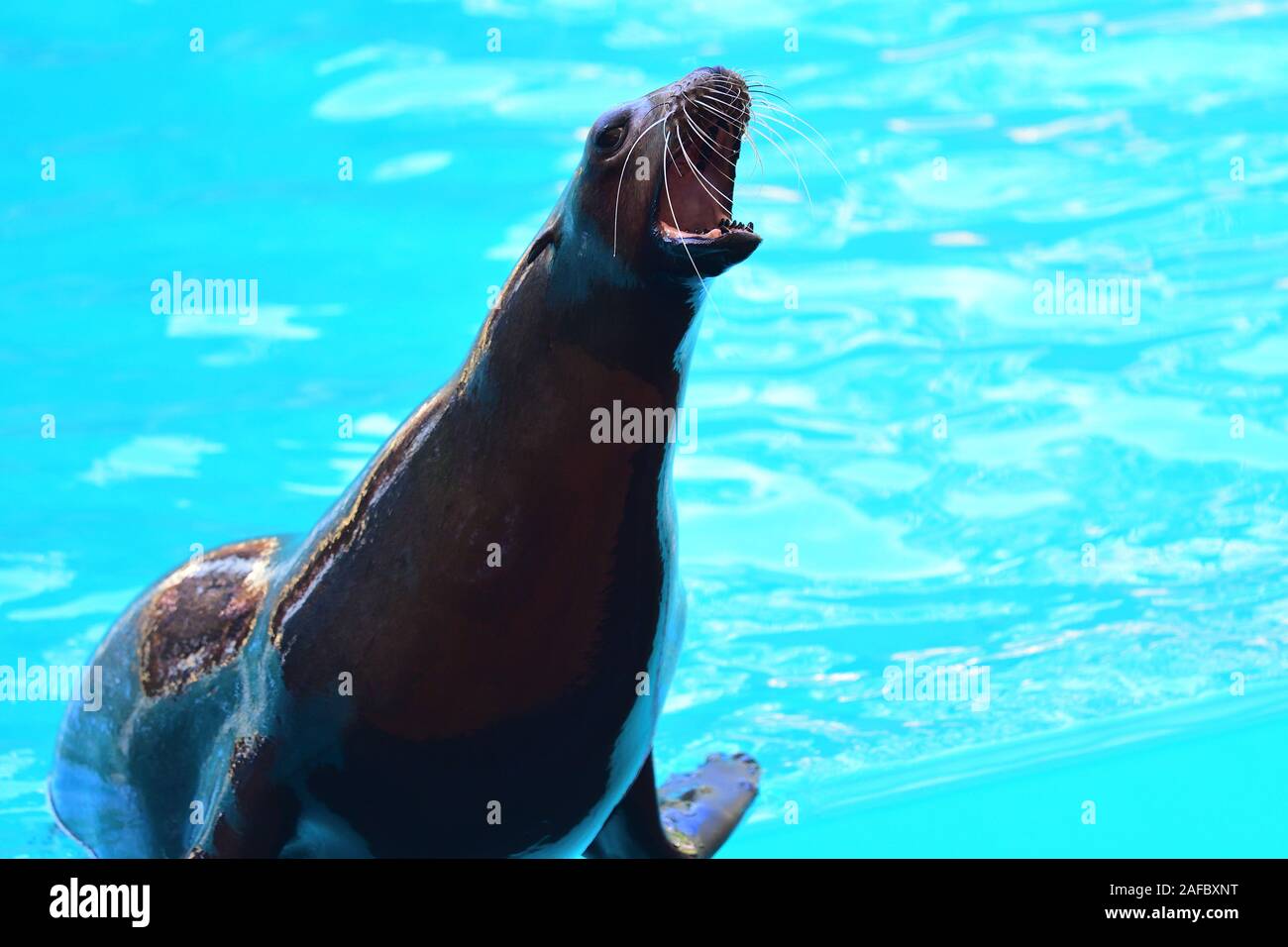Portrait von Seelöwen (zalophus californianus) mit seinen Mund öffnen Stockfoto