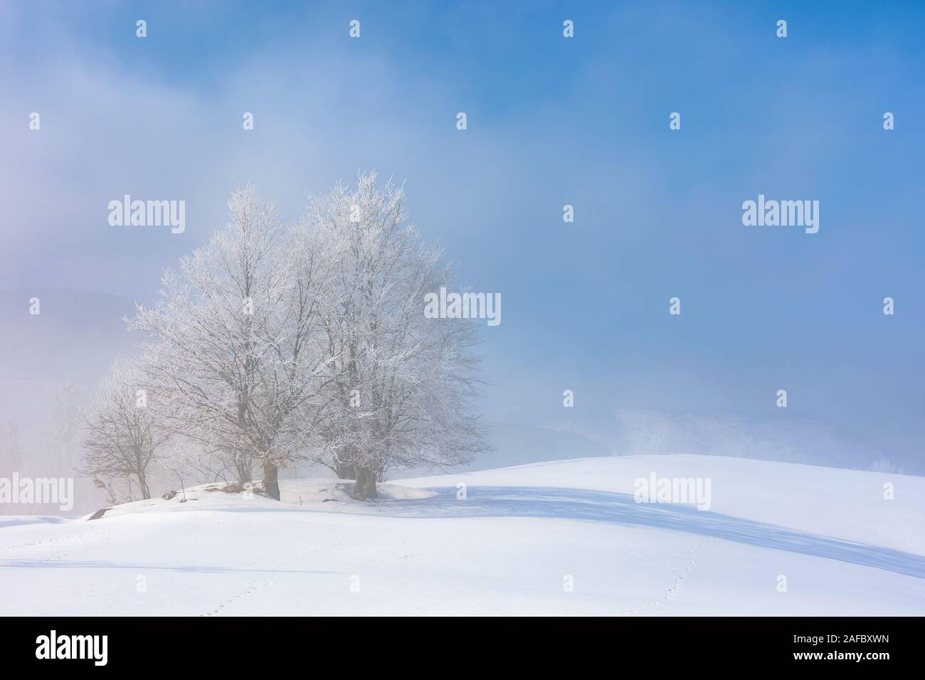 Bündel von Bäumen im Raureif auf Schnee bedeckten Hügel. sonnigen Morgen Landschaft. nebligen Wetter mit blauem Himmel. Märchen Winter Atmosphäre. schöne Natur Stockfoto