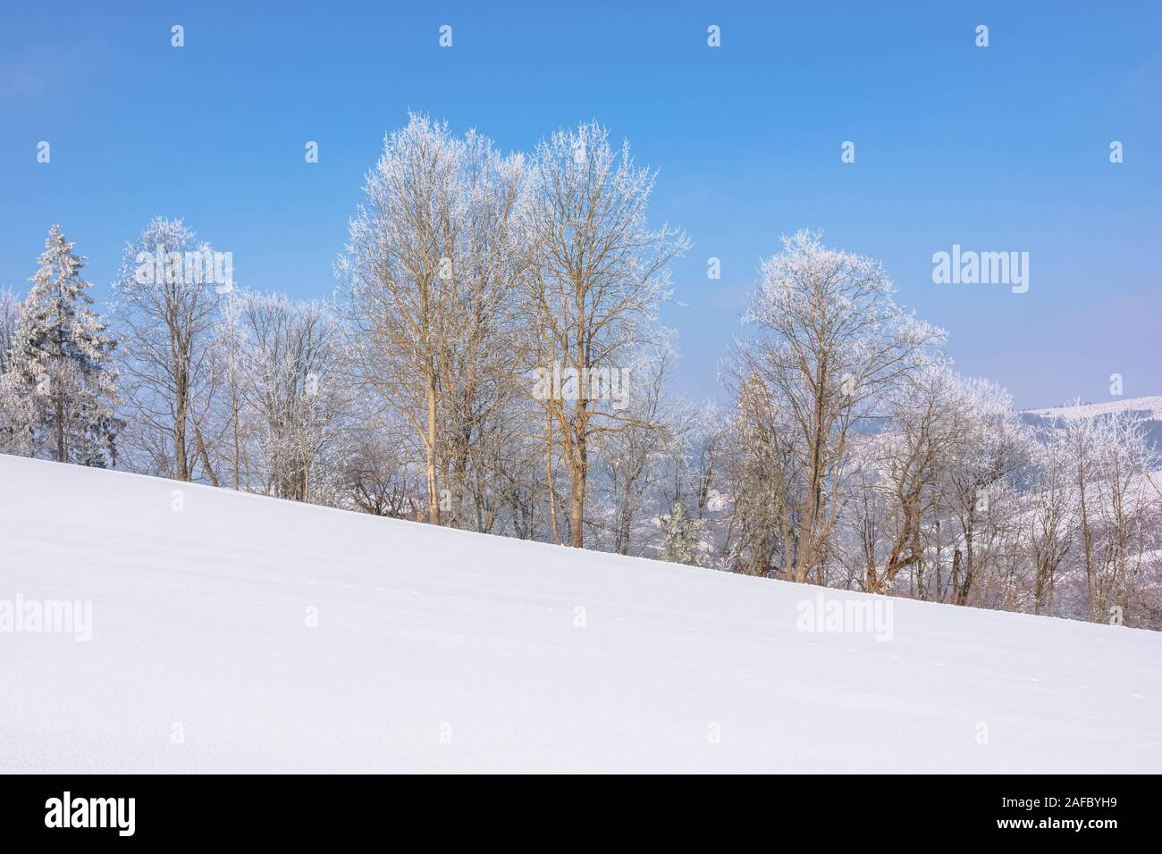 Bäume im Raureif auf schneebedeckten Wiese. sonnigen Vormittag des bergigen Landschaft. dunstige Atmosphäre mit blauer Himmel. Ruhige winter natur landschaft. beaut Stockfoto