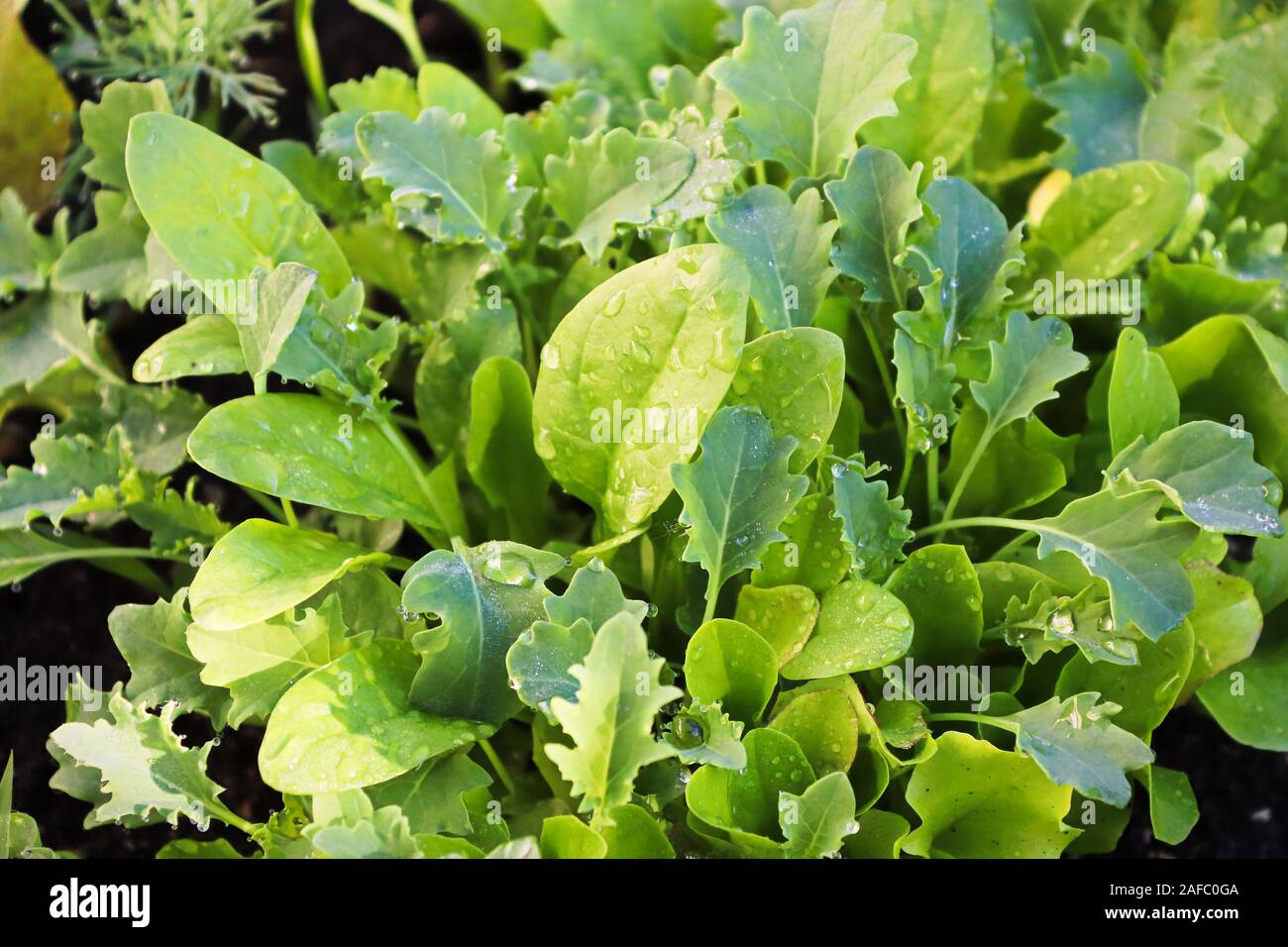 Nahaufnahme des Gemischten baby Kopfsalat Grüns mit Wassertropfen Stockfoto